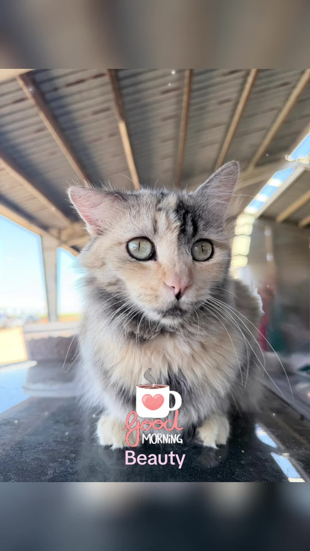 @Amri Gatitos