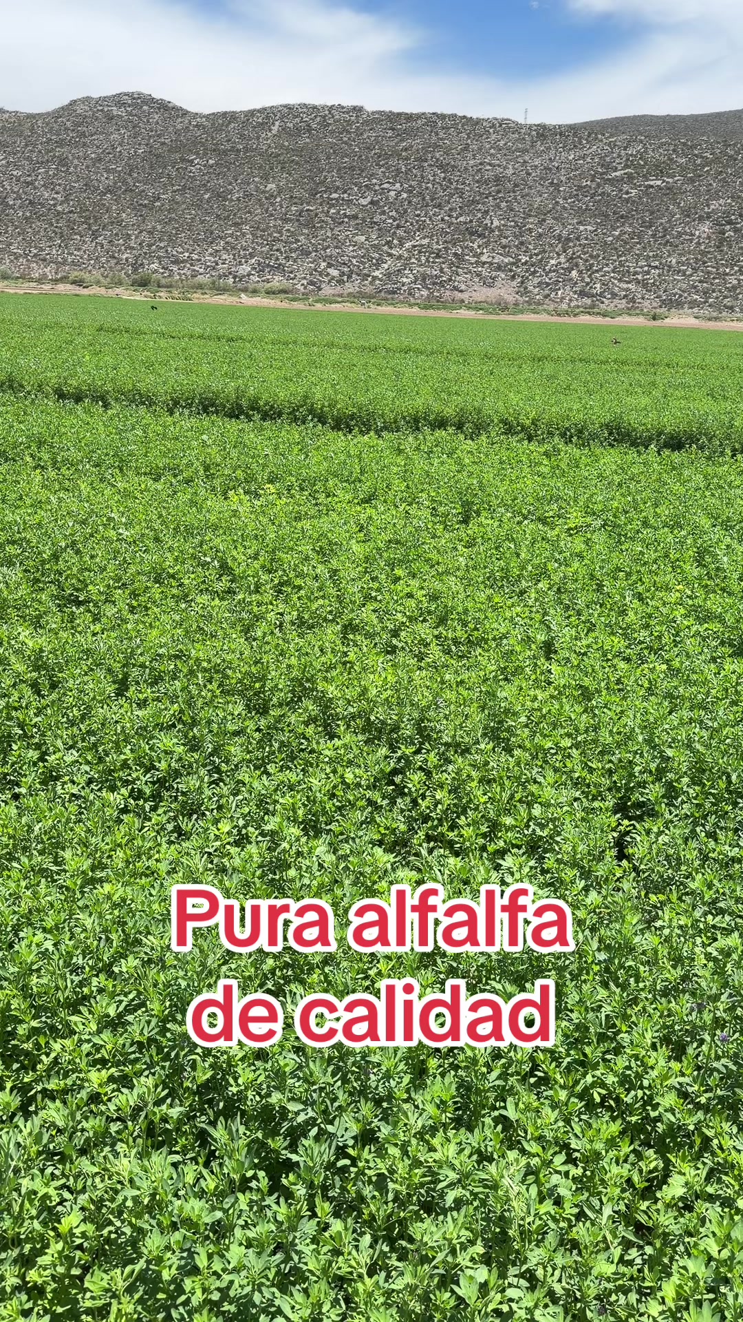 @Pablo Villarreal