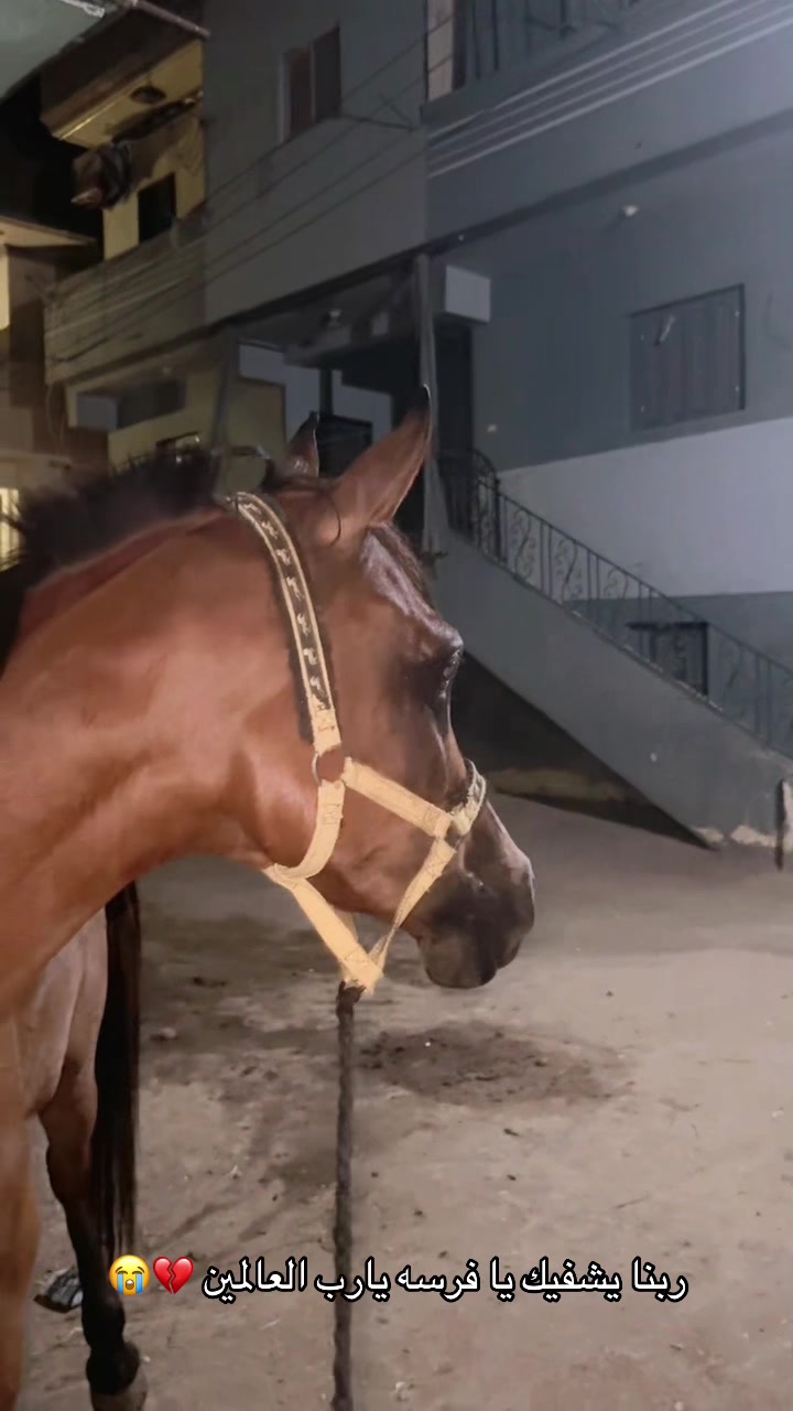 @الملكه شهد عبدالرحمن 🥇🐴&hearts;️
