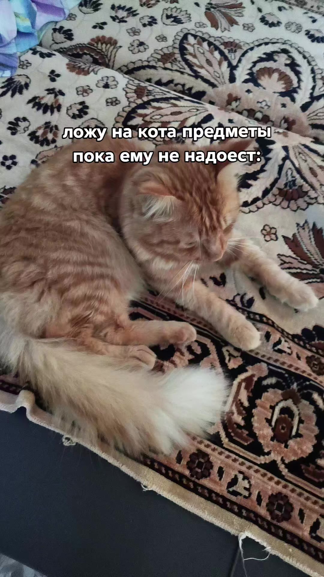 @🐾•ДБ_Darsa•🦩