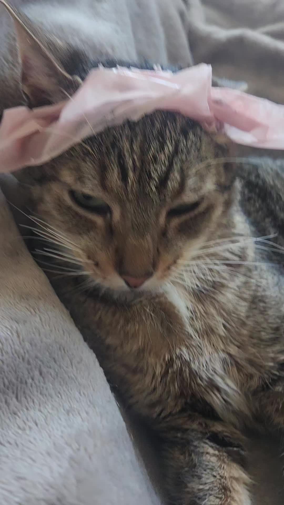 @kat