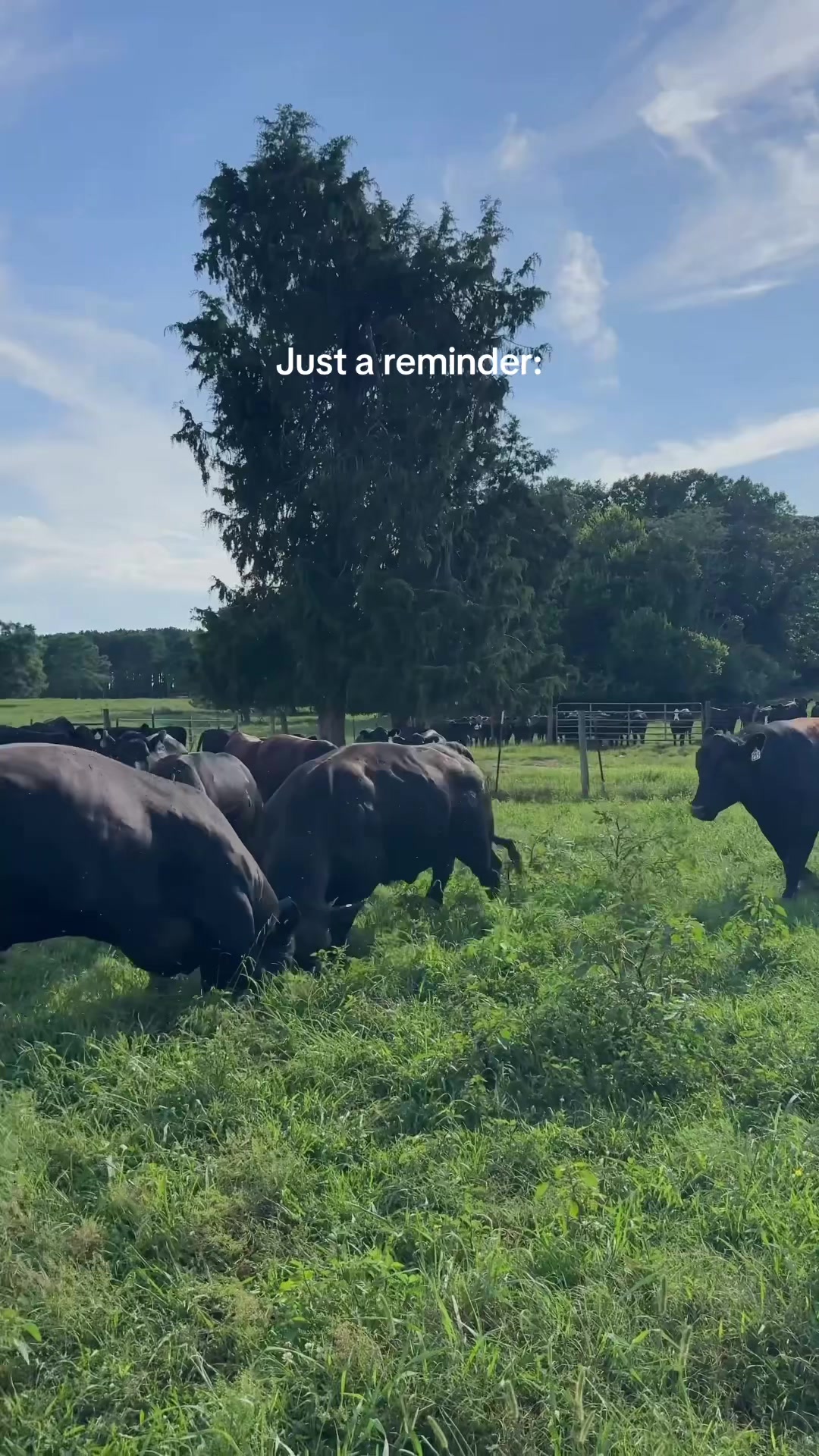 @Lily Hill Farm