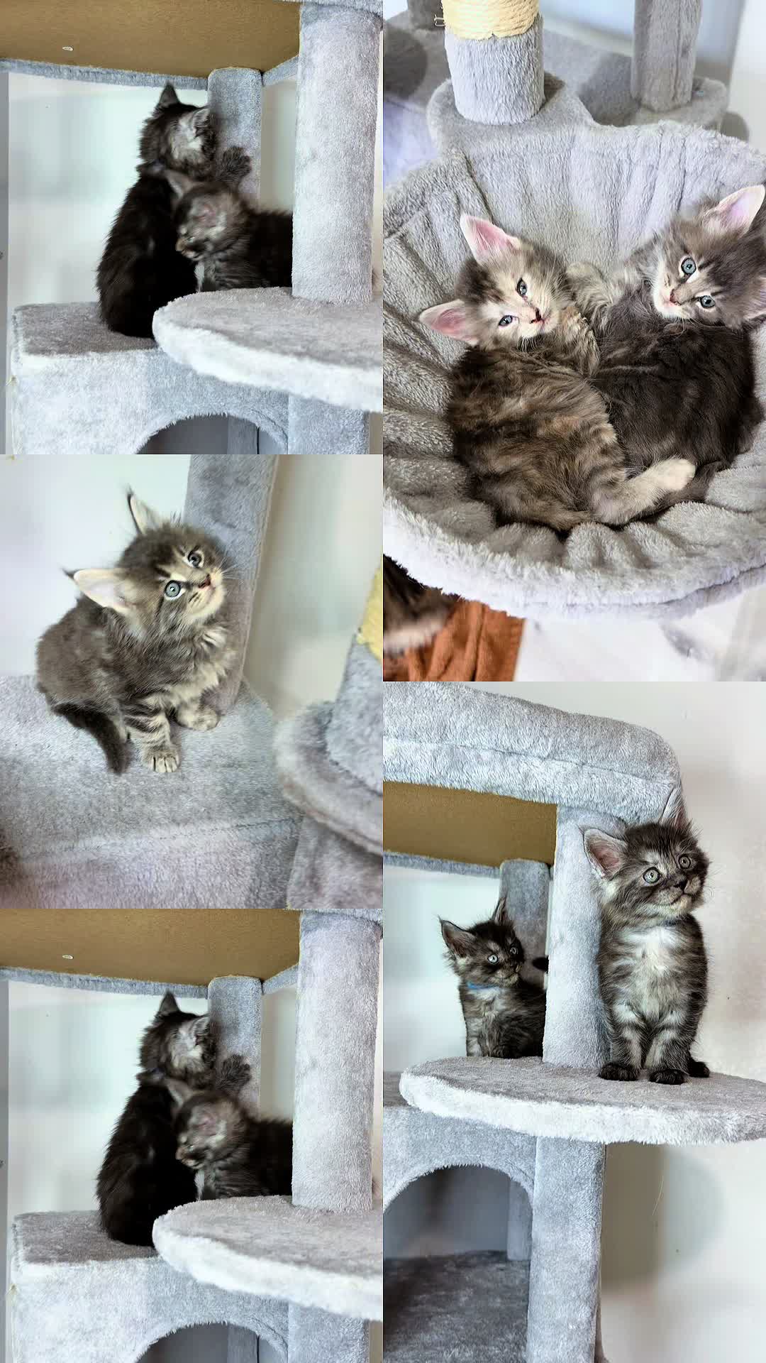 @Maine coon kittens