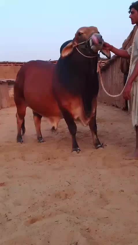 @Ahyaan cattle farm