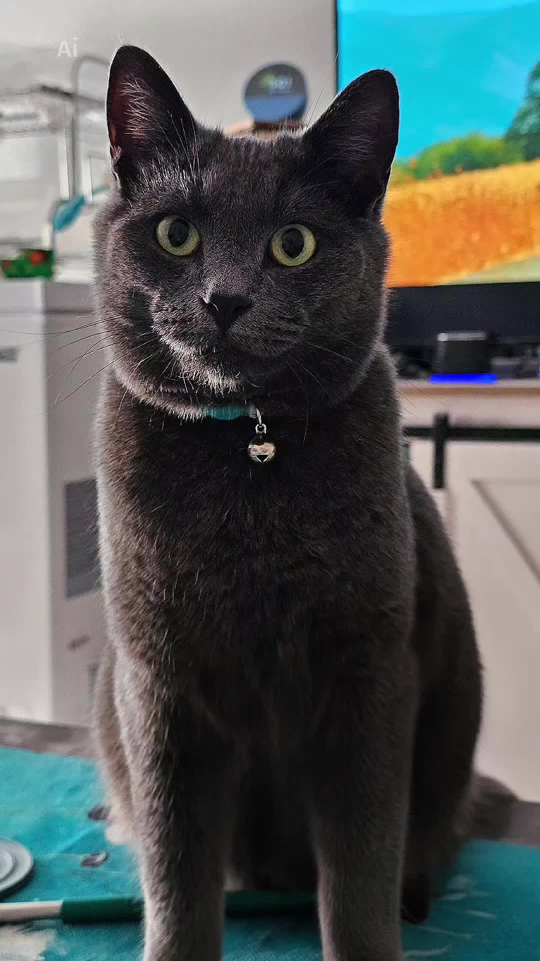 @HappySlappyTimes 🐢 😺