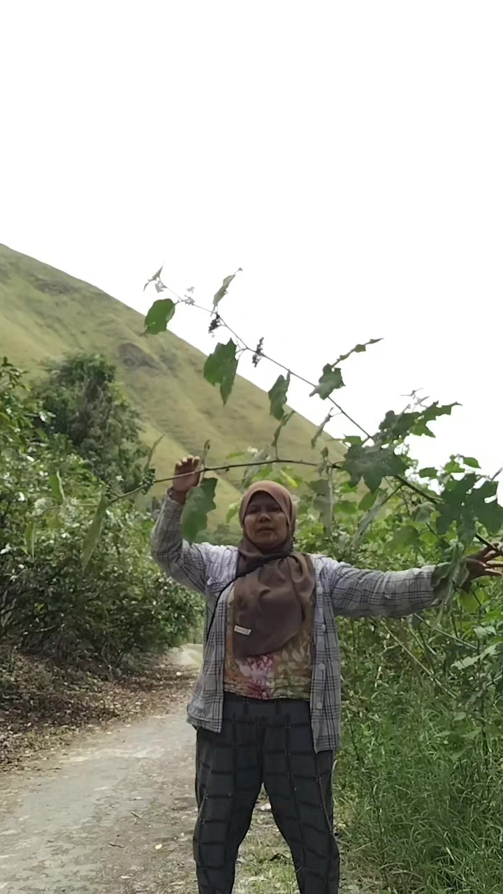 @boru maibang