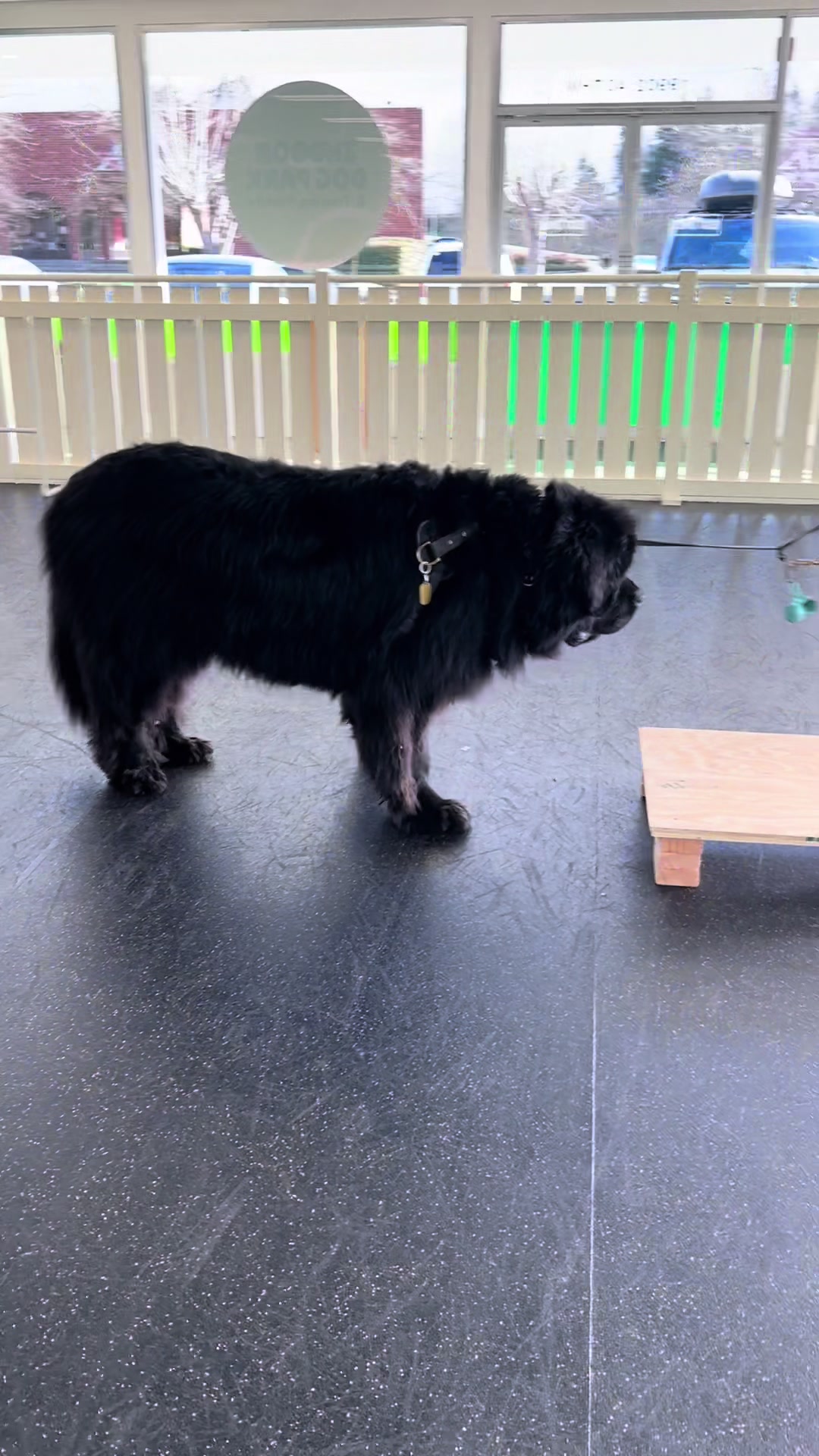 @wolfieworkingdogs
