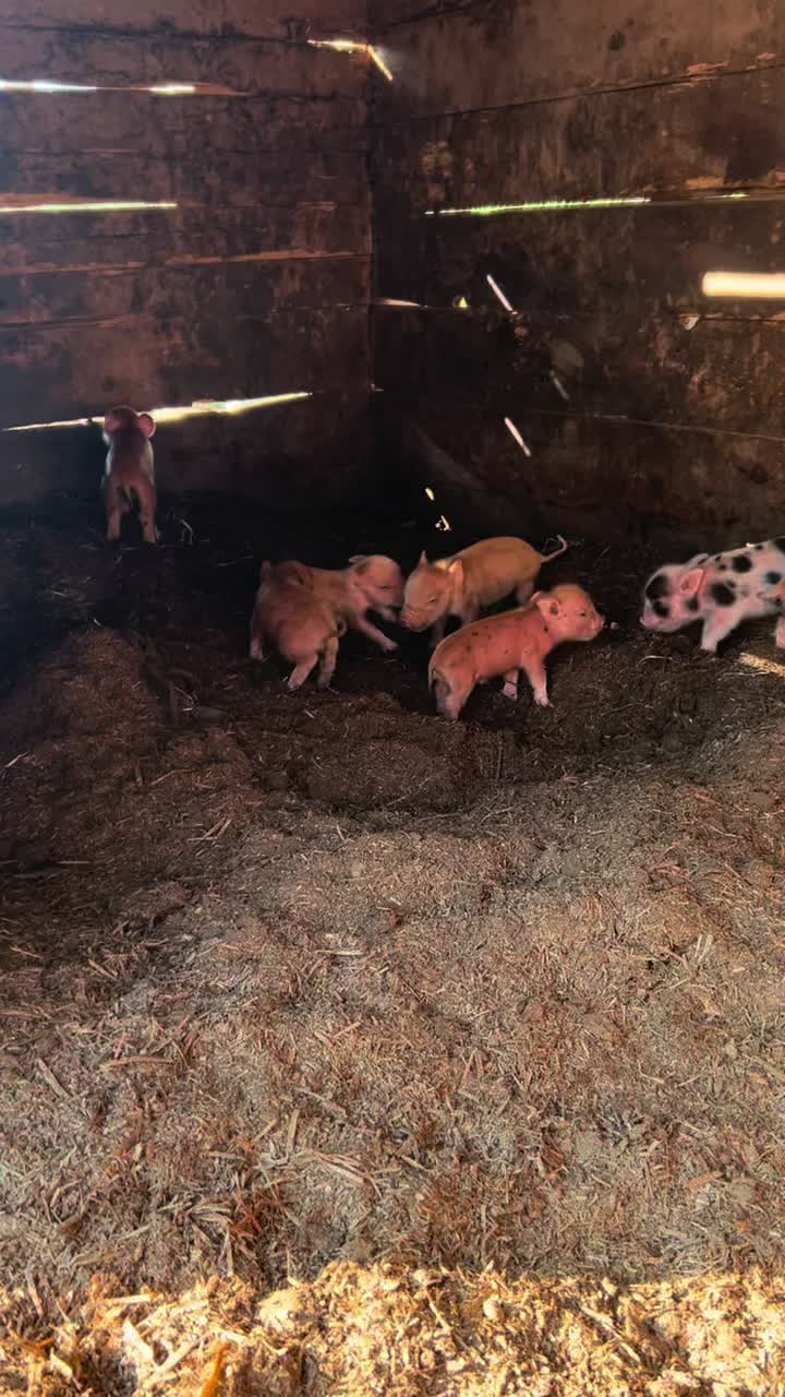 @Angus Family Acres
