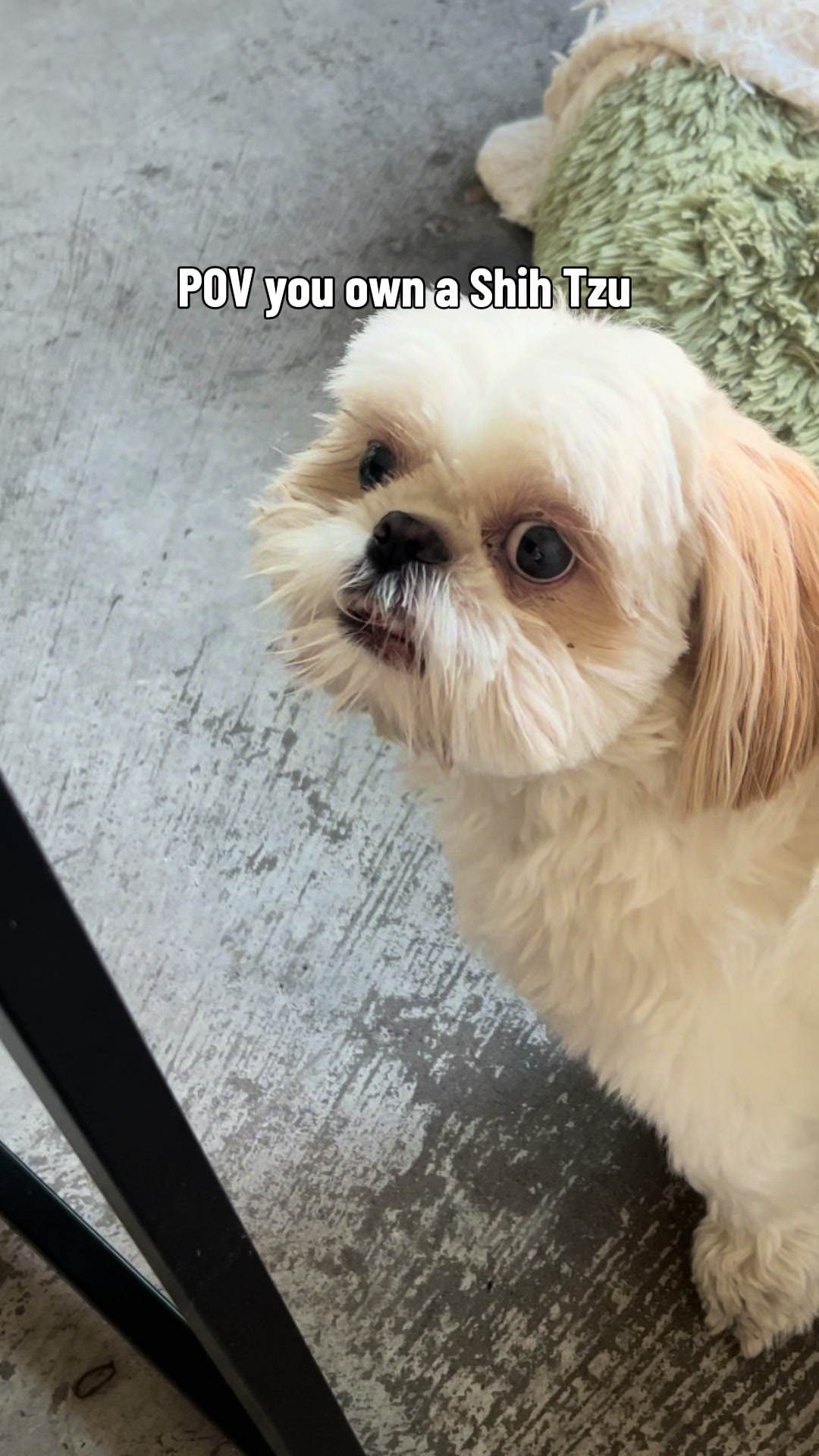 @Hugh the Shih Tzu