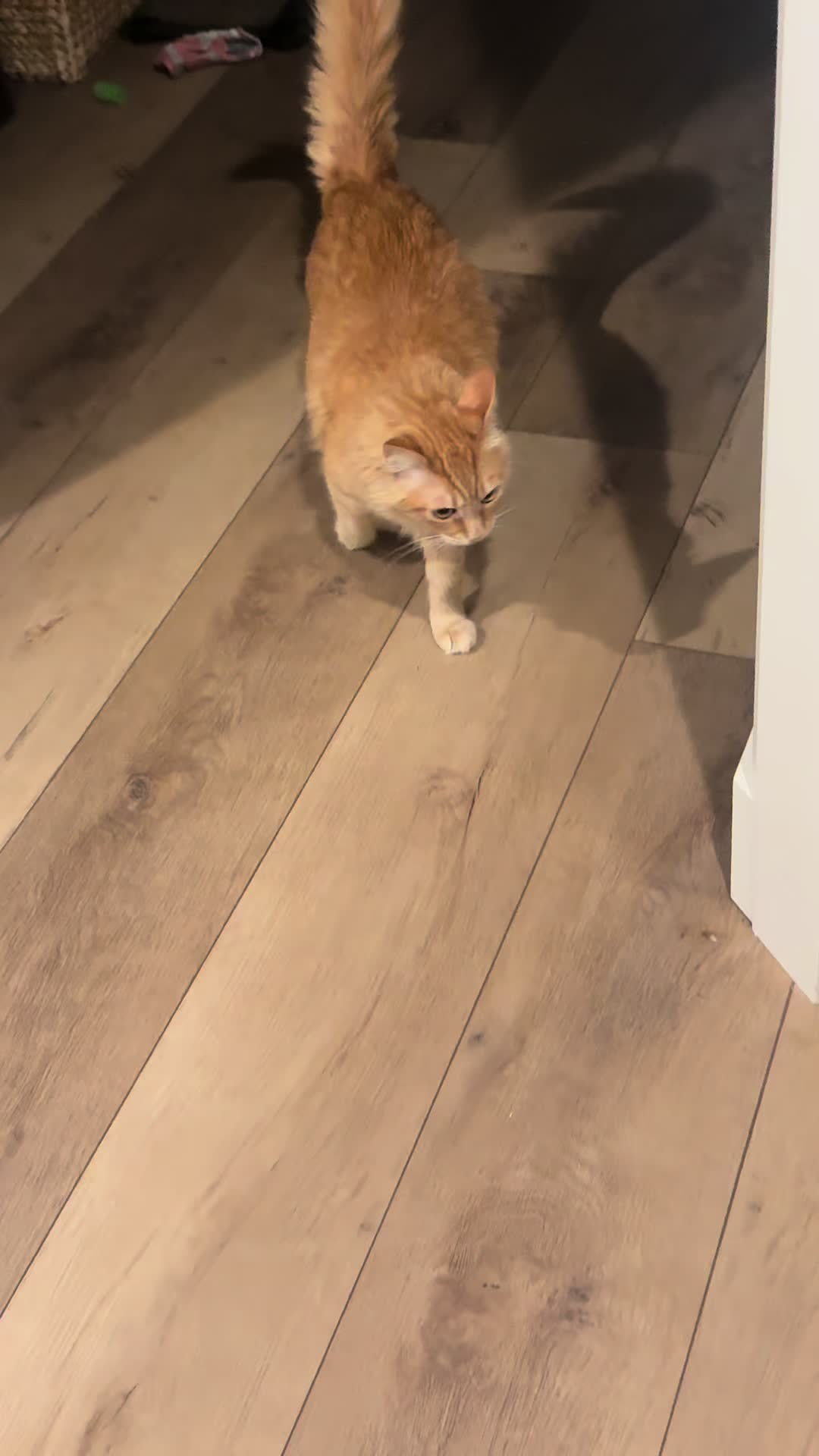 @soccercatmom