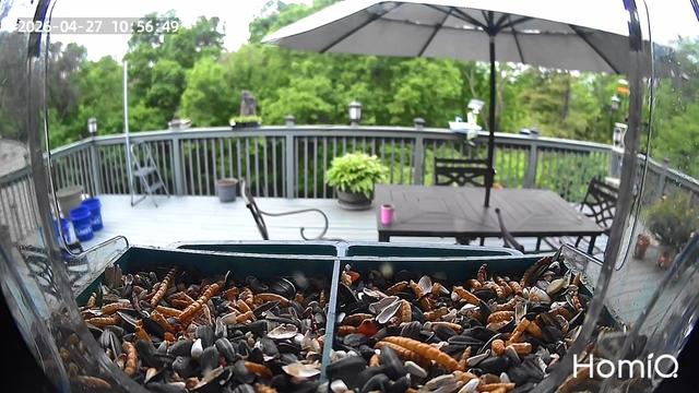 @Backyardbirdz