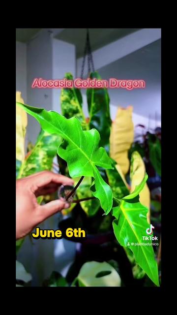 @PlantLadyNico🪴