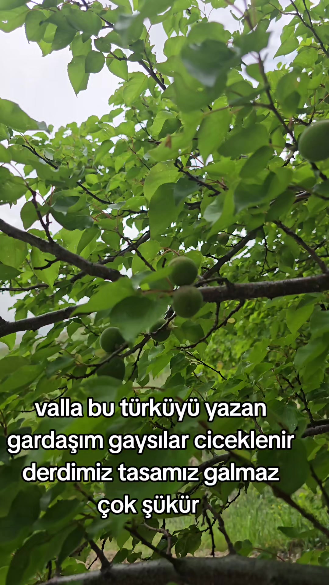 @k&ouml;yl&uuml; kızı,,