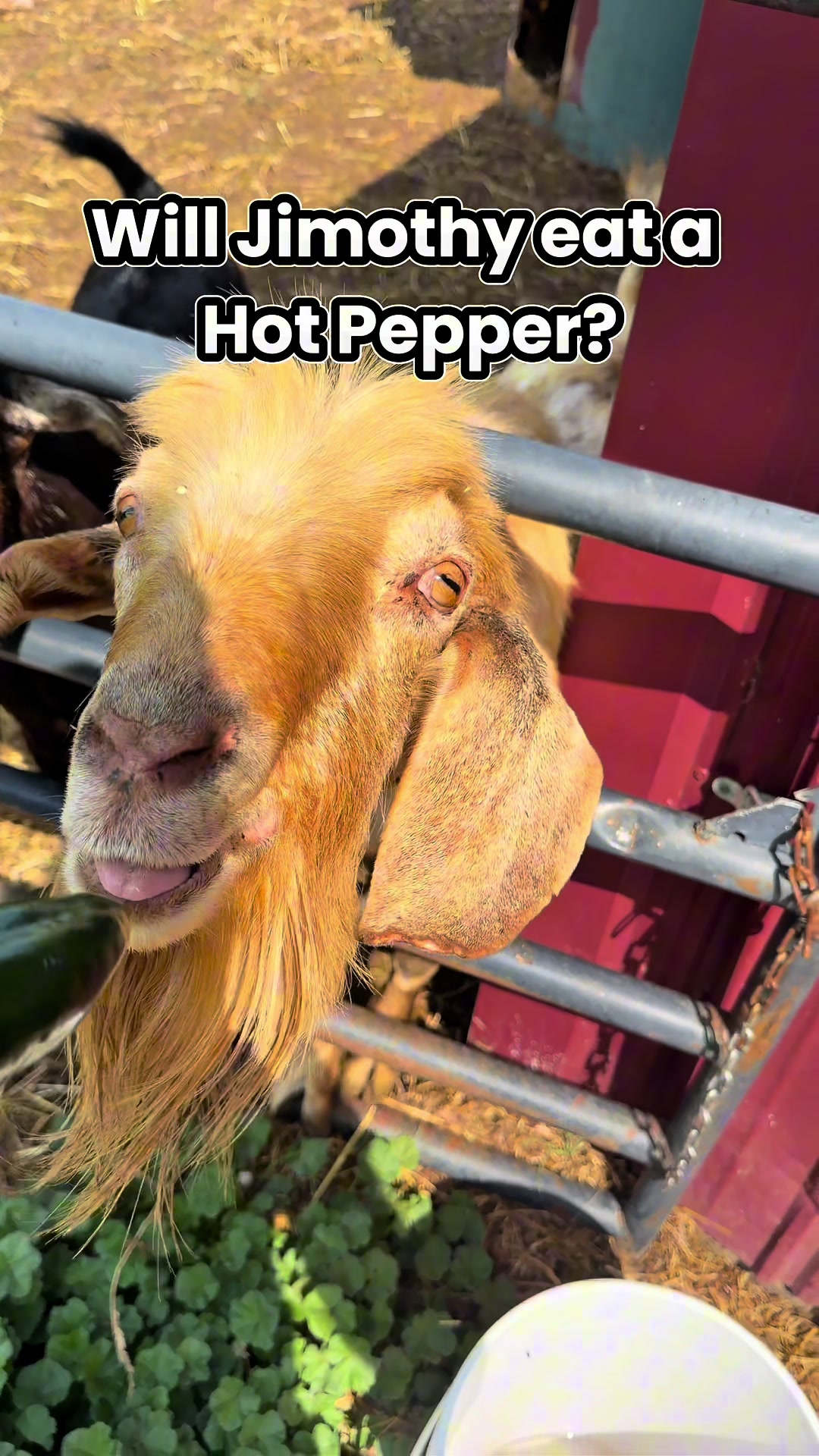 @Sweet Briar Farmer