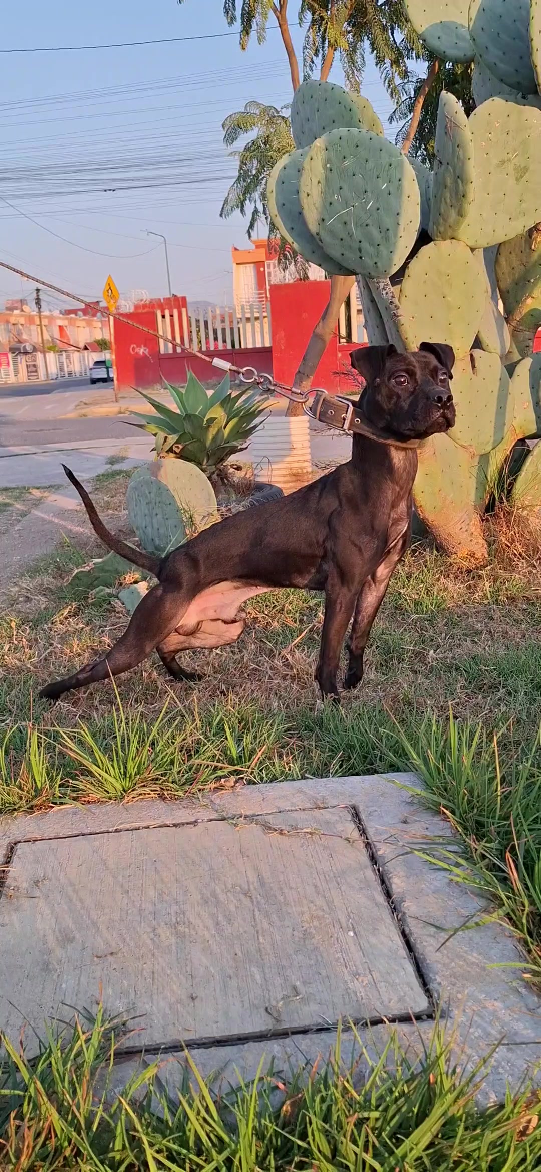 @TrueGamedogsMx214420