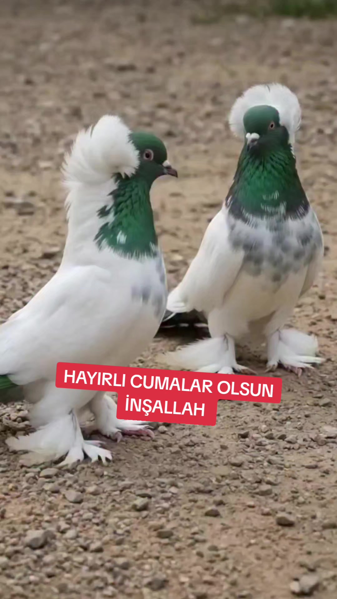 @Mahsum Kutluay