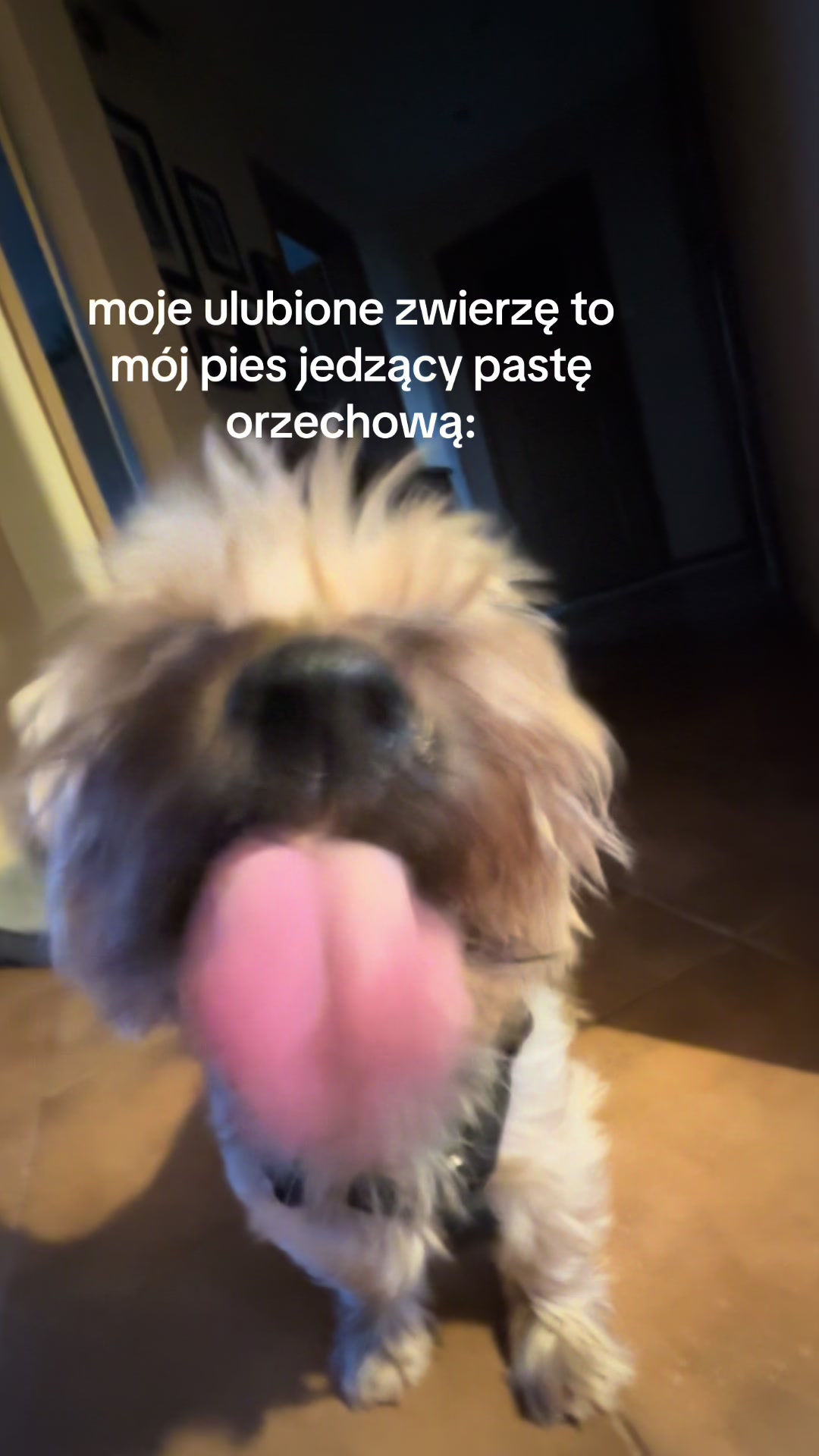 @🕊️