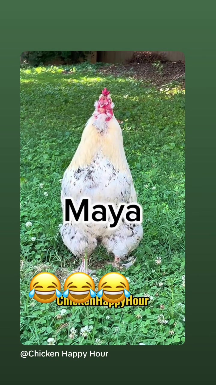 @Maya