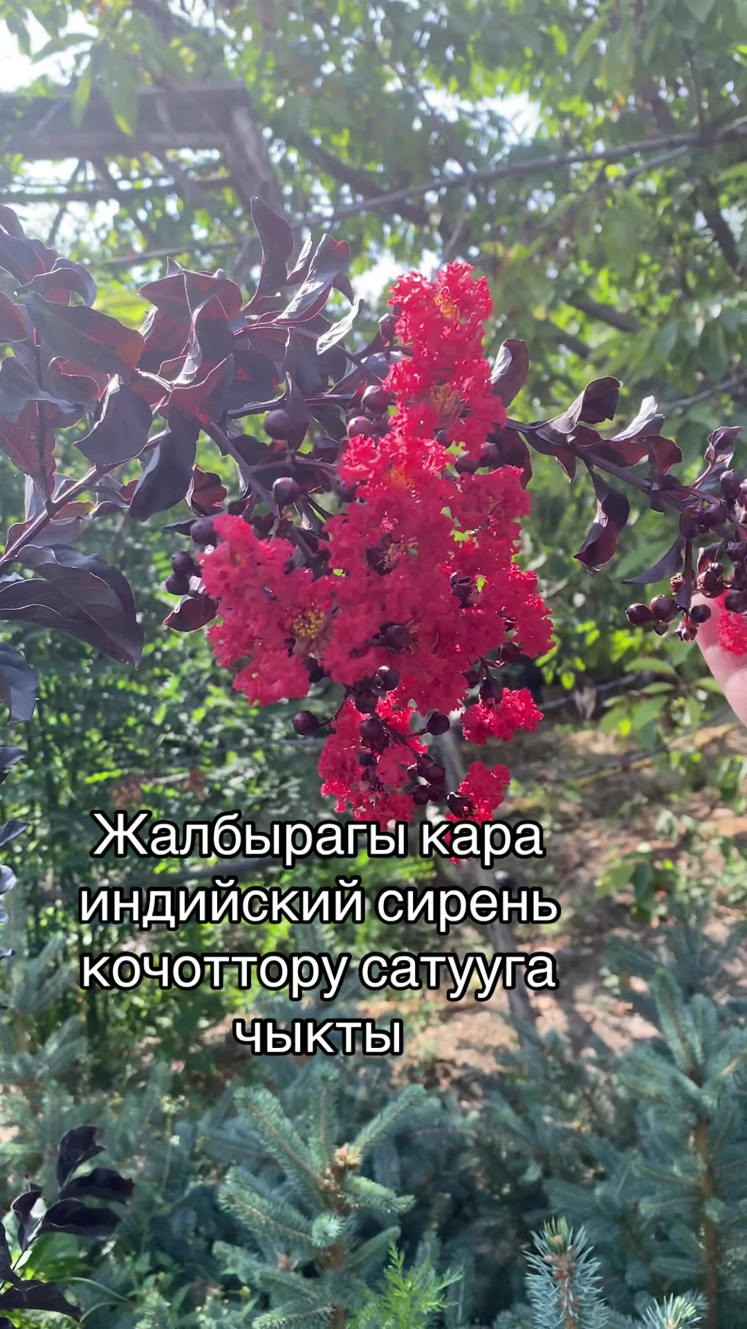 @green_osh