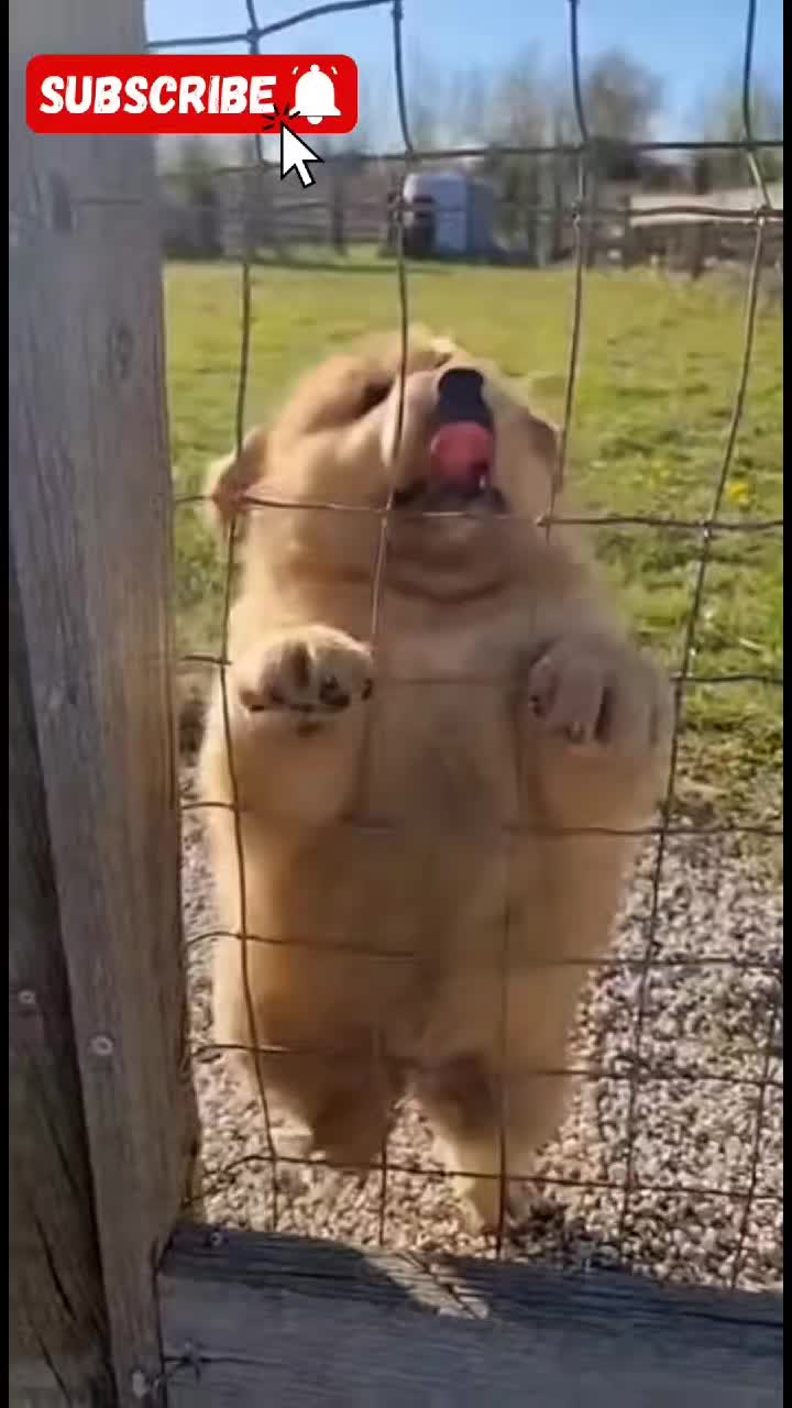 @Cute Baby Puppy Loves