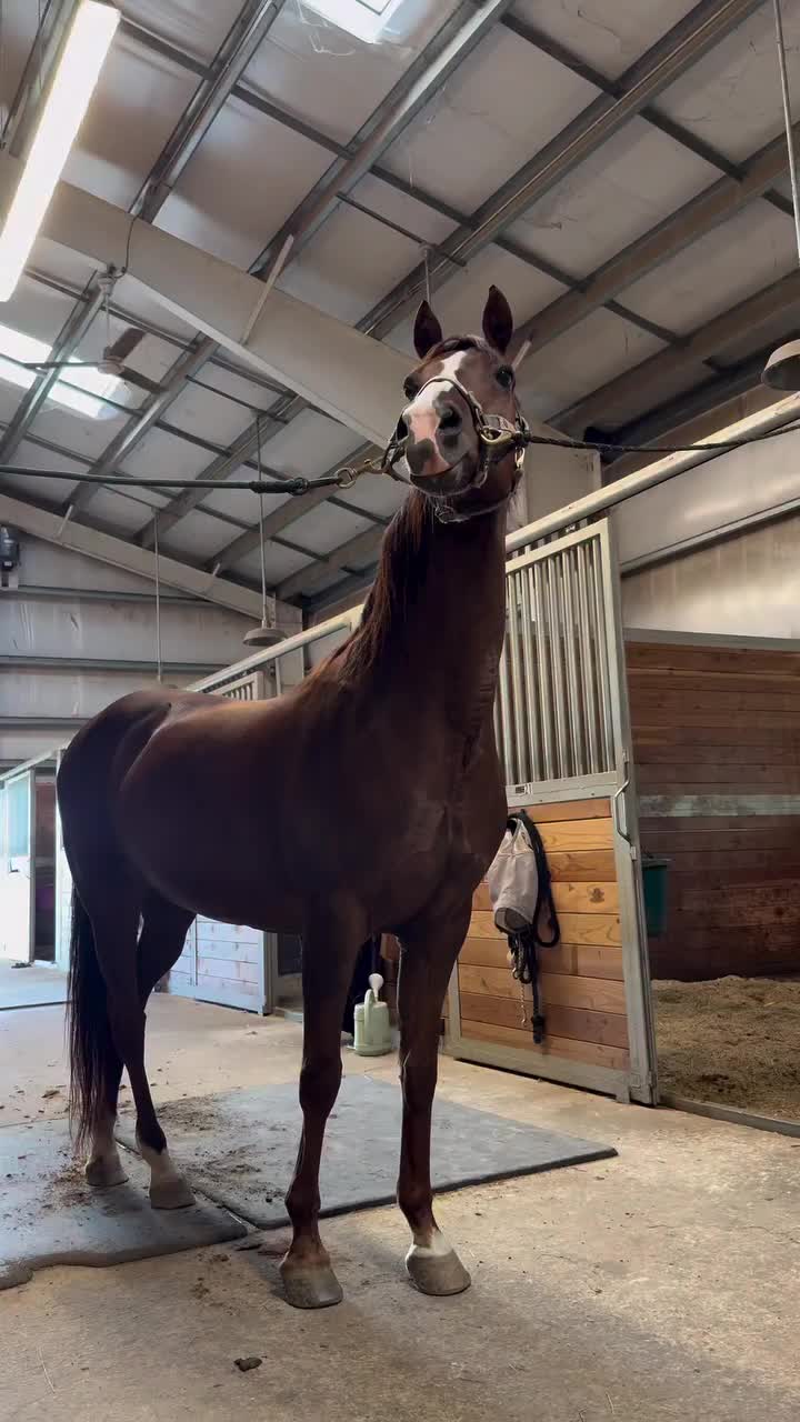 @ThunderGallops