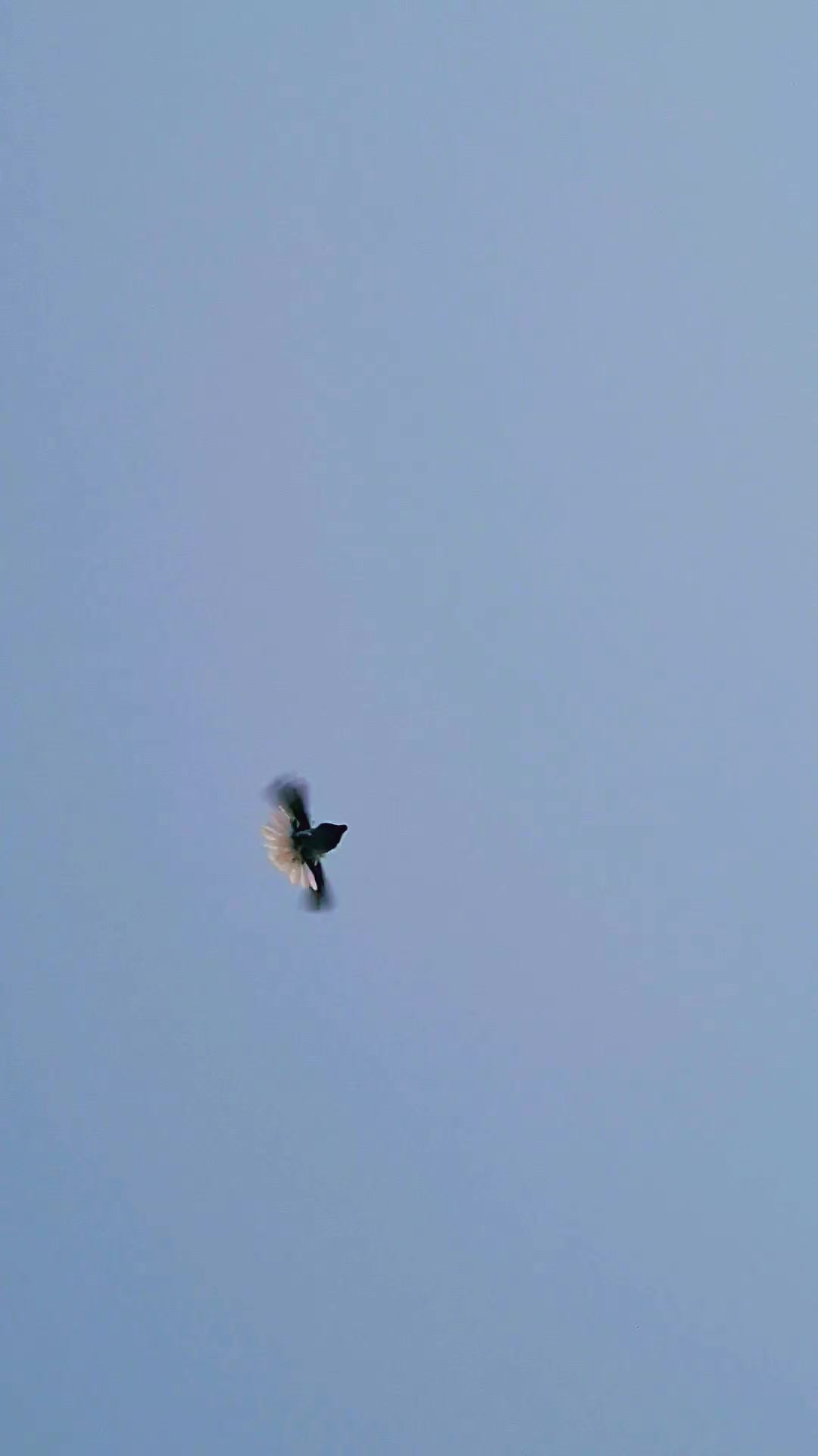 @Pigeons Tv