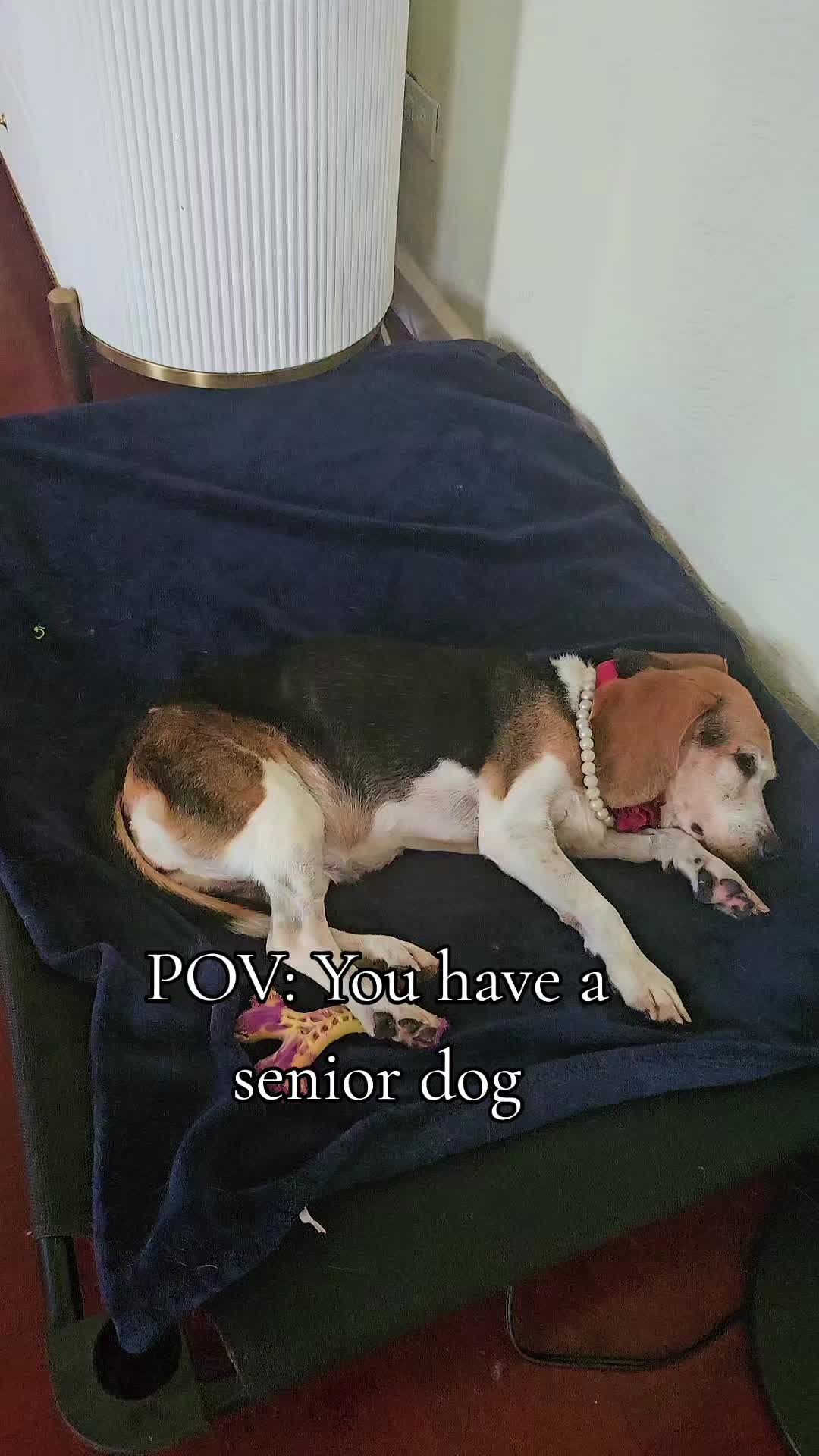 @MixedPetCollective