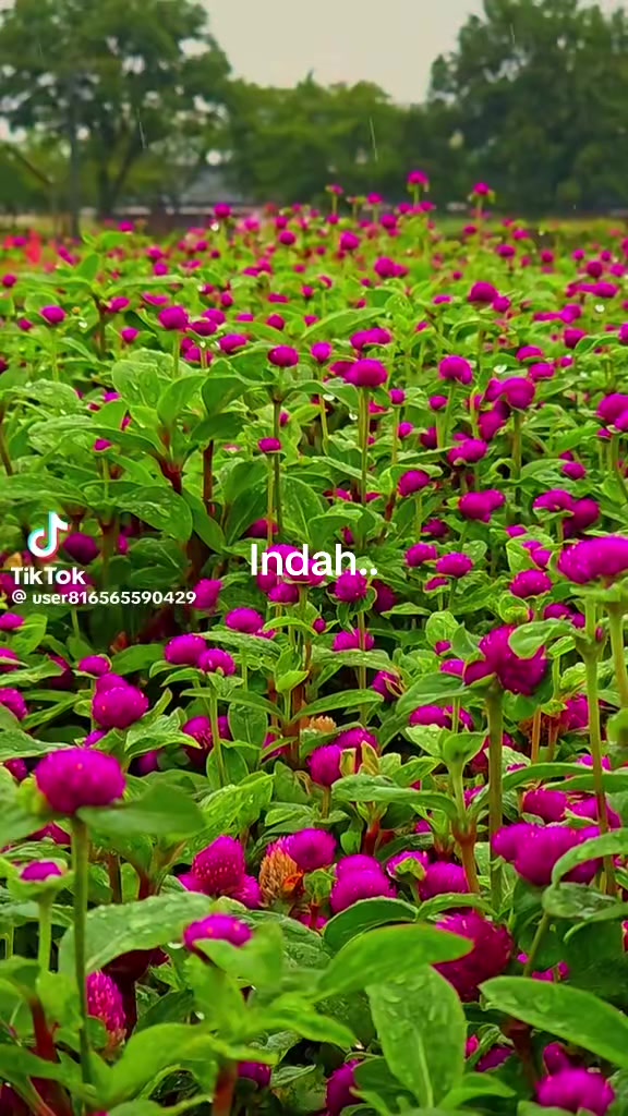 @indah