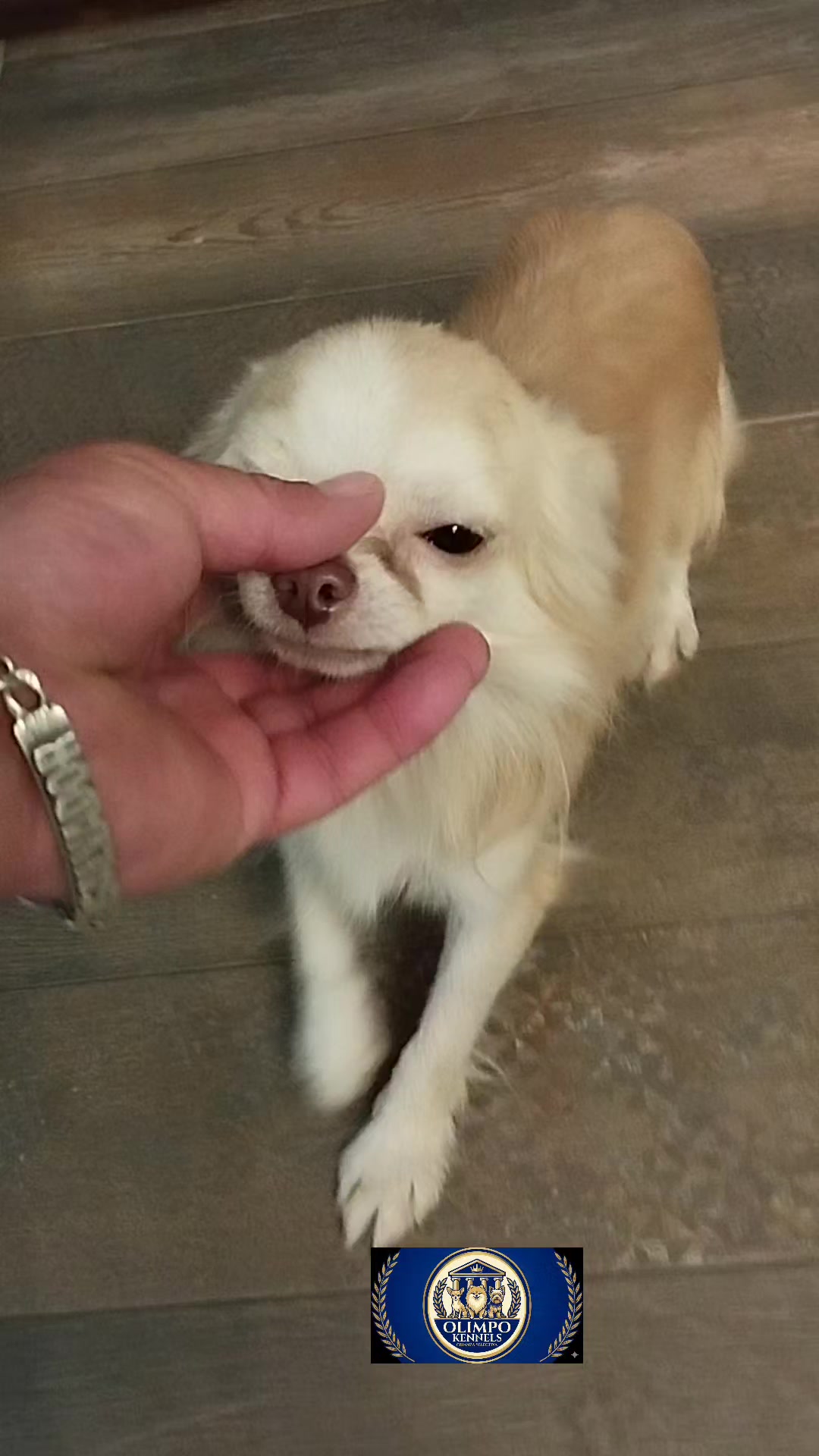 @olimpokennels