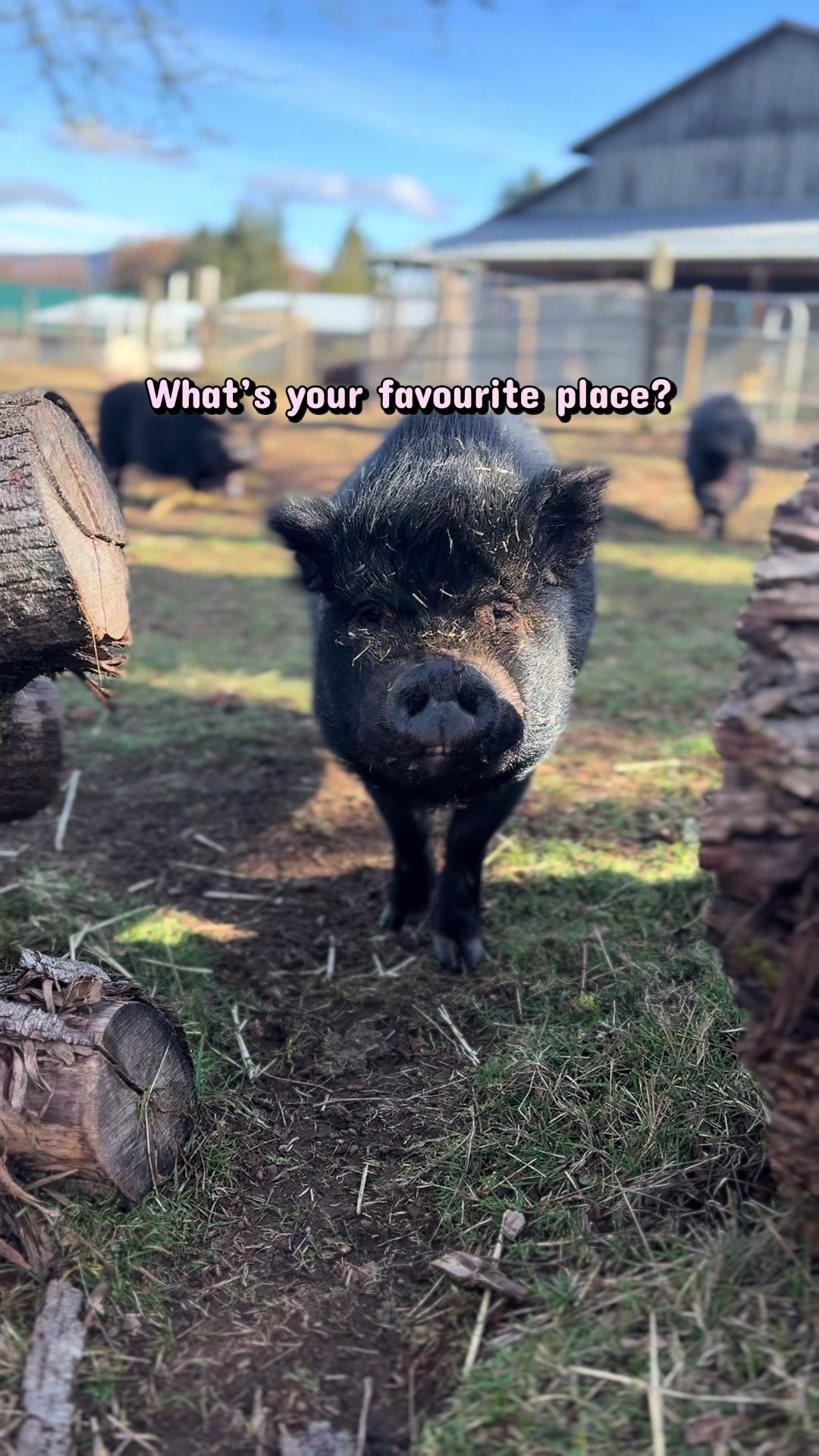 @Home for Hooves 🐽