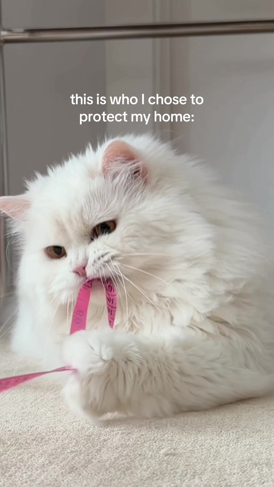 @Cleo the City Kitty
