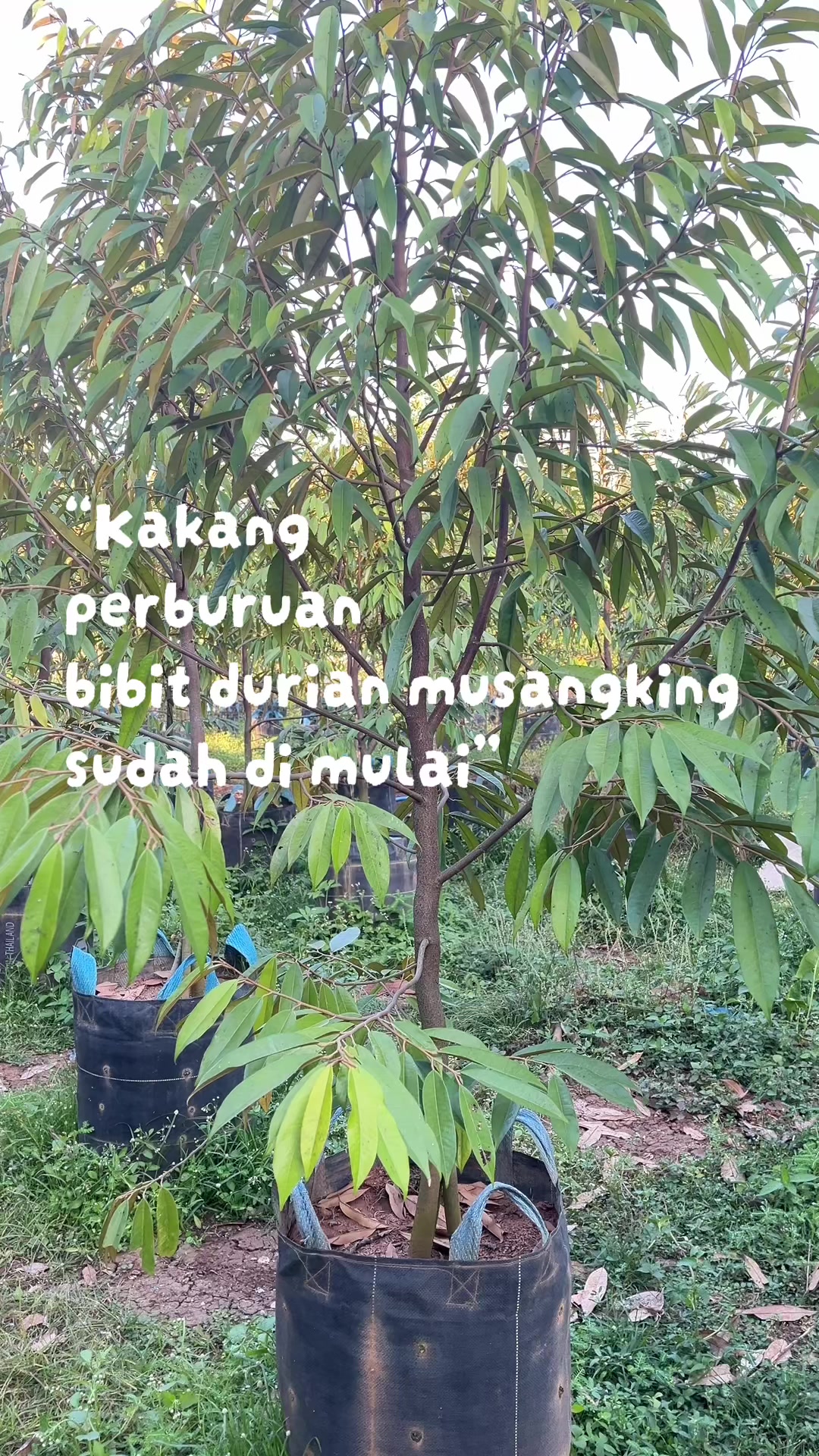 @RATU BIBIT