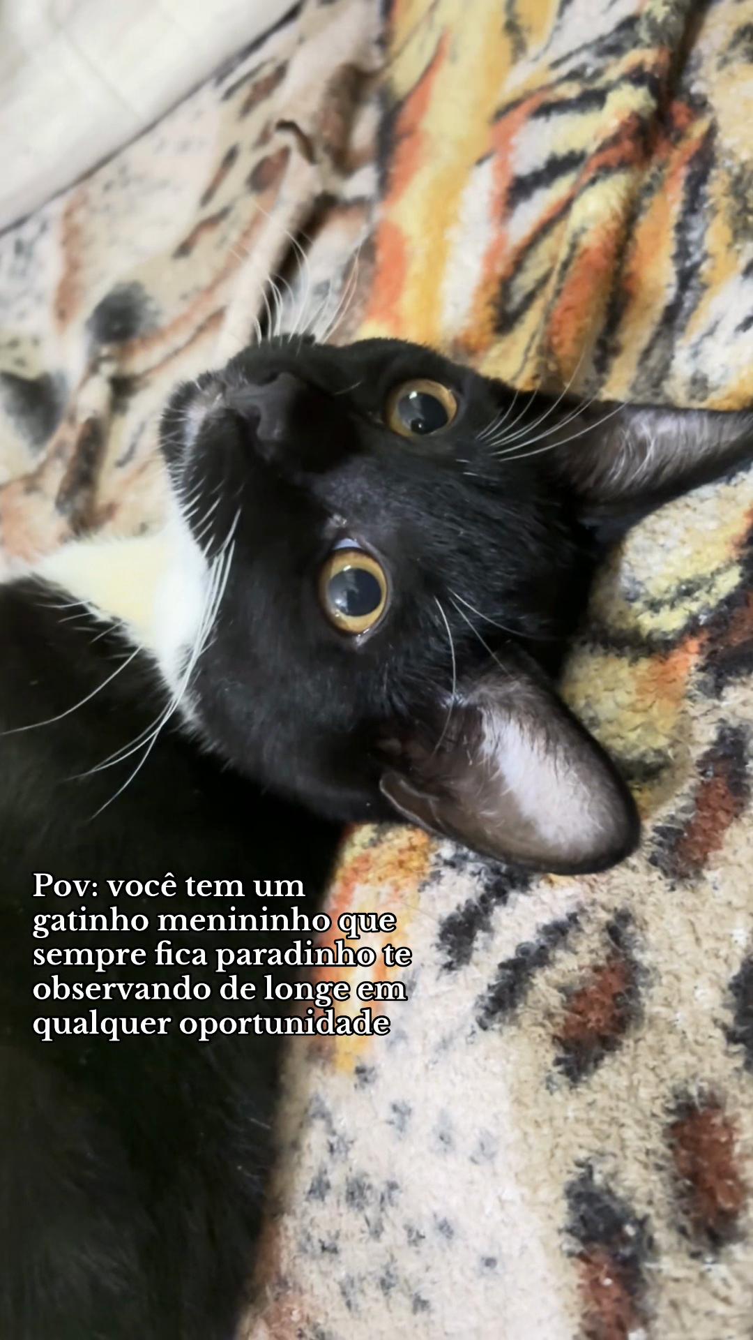 @sena.quenaobateu