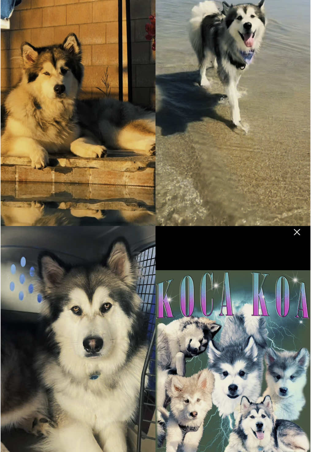 @KokaKoaTheAlaskanMalamute