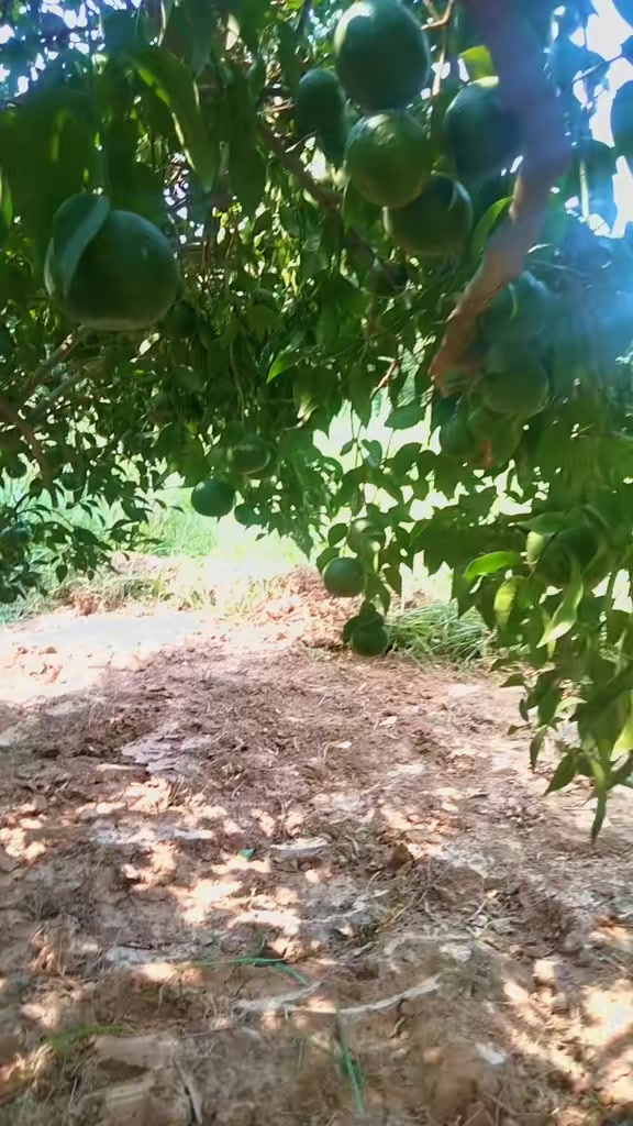 @عمران گجر