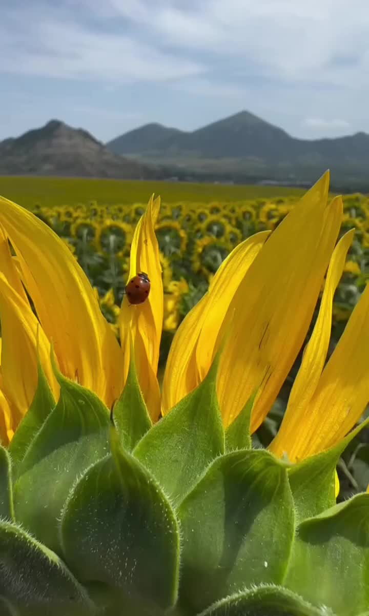 @🇰🇿🌺🌸Нᴀᴛᴀᴧья🌸Kz.16_ukg👋🤝