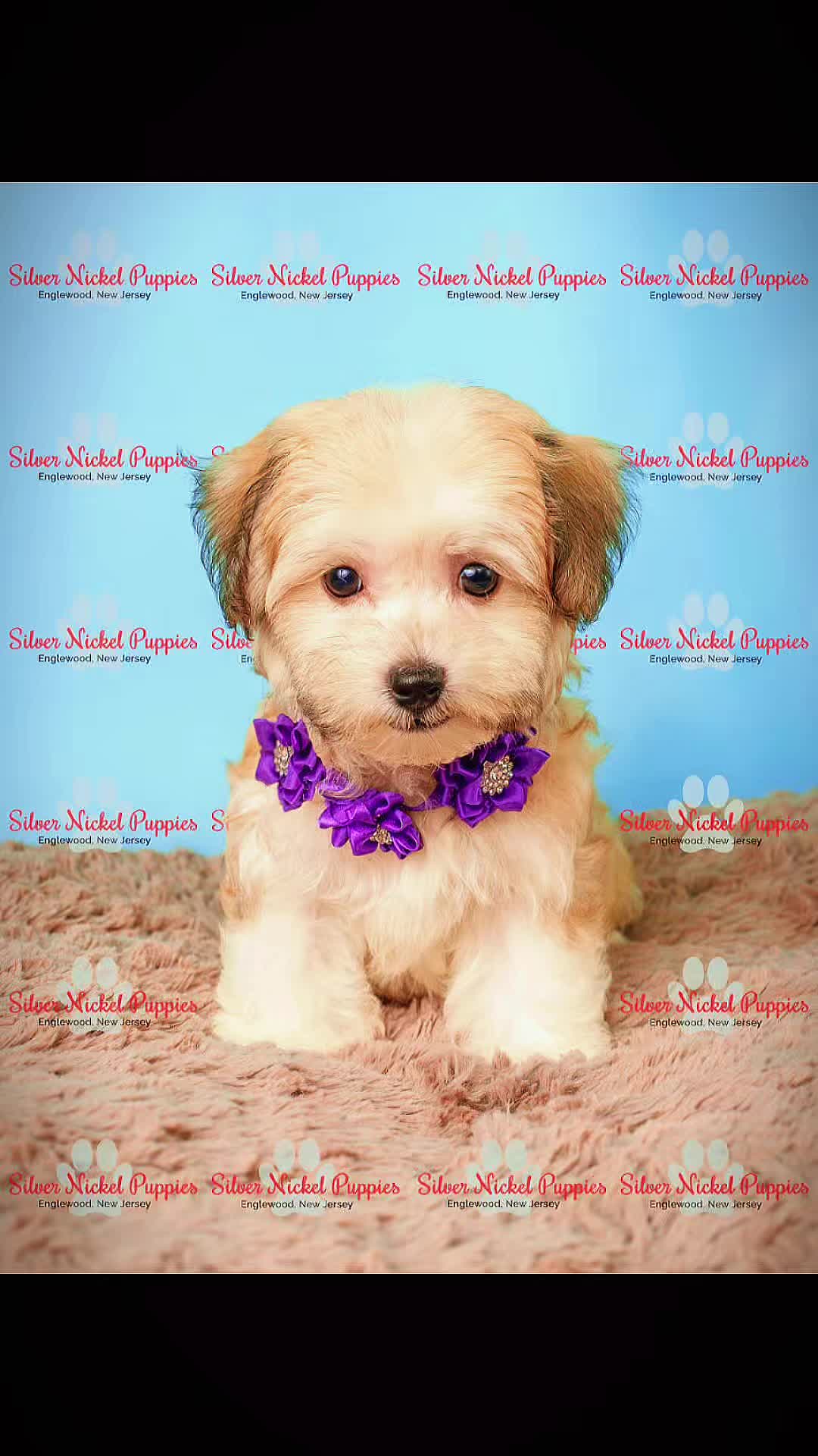 @Silver Nickel Puppies