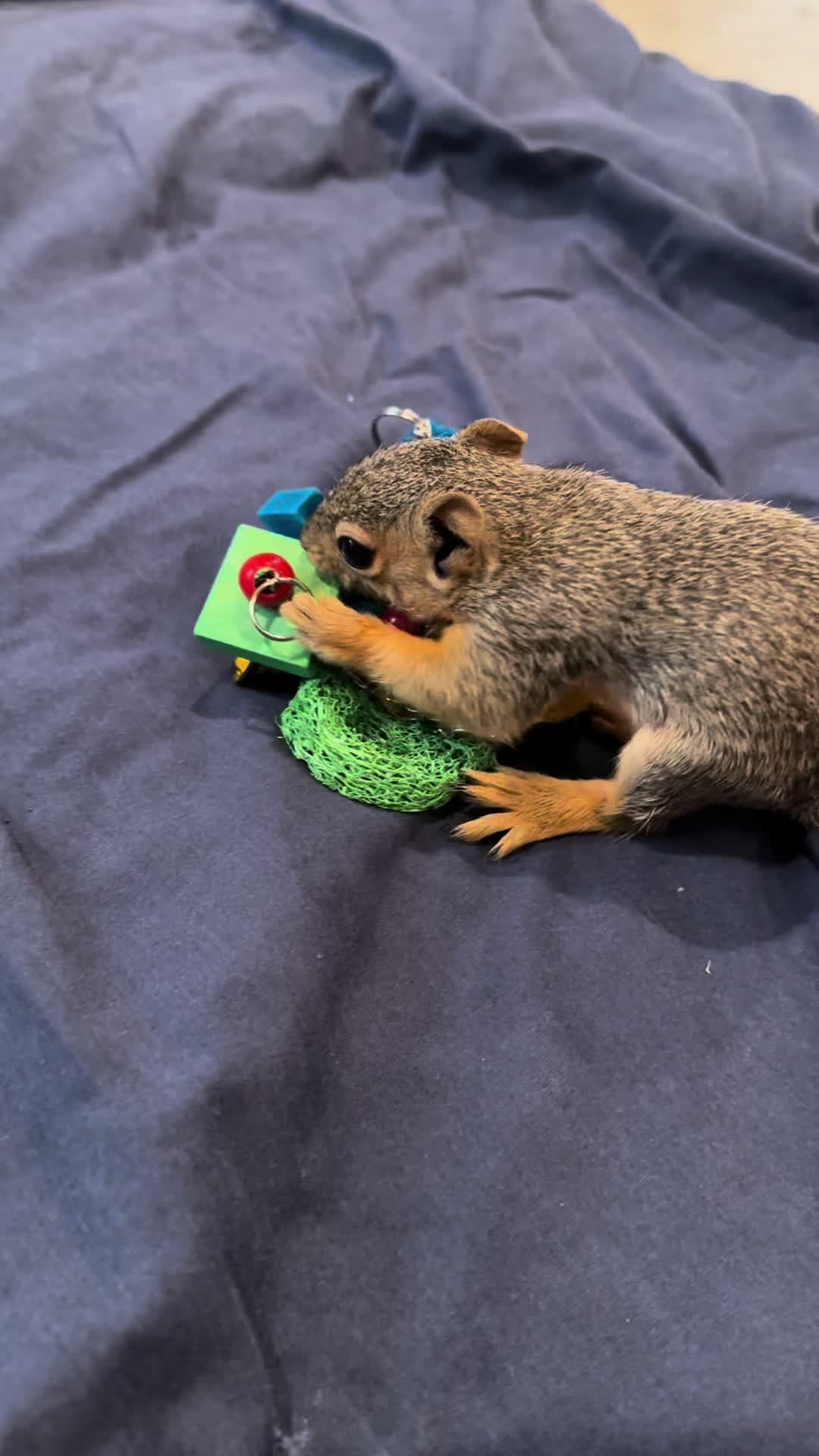 @Squirrel Guy