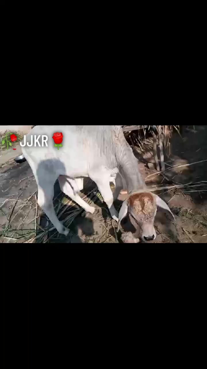 @🇵🇰JJKR21🇮🇳