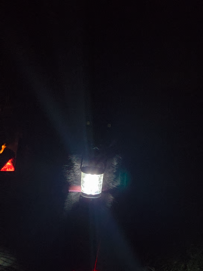 @caracal