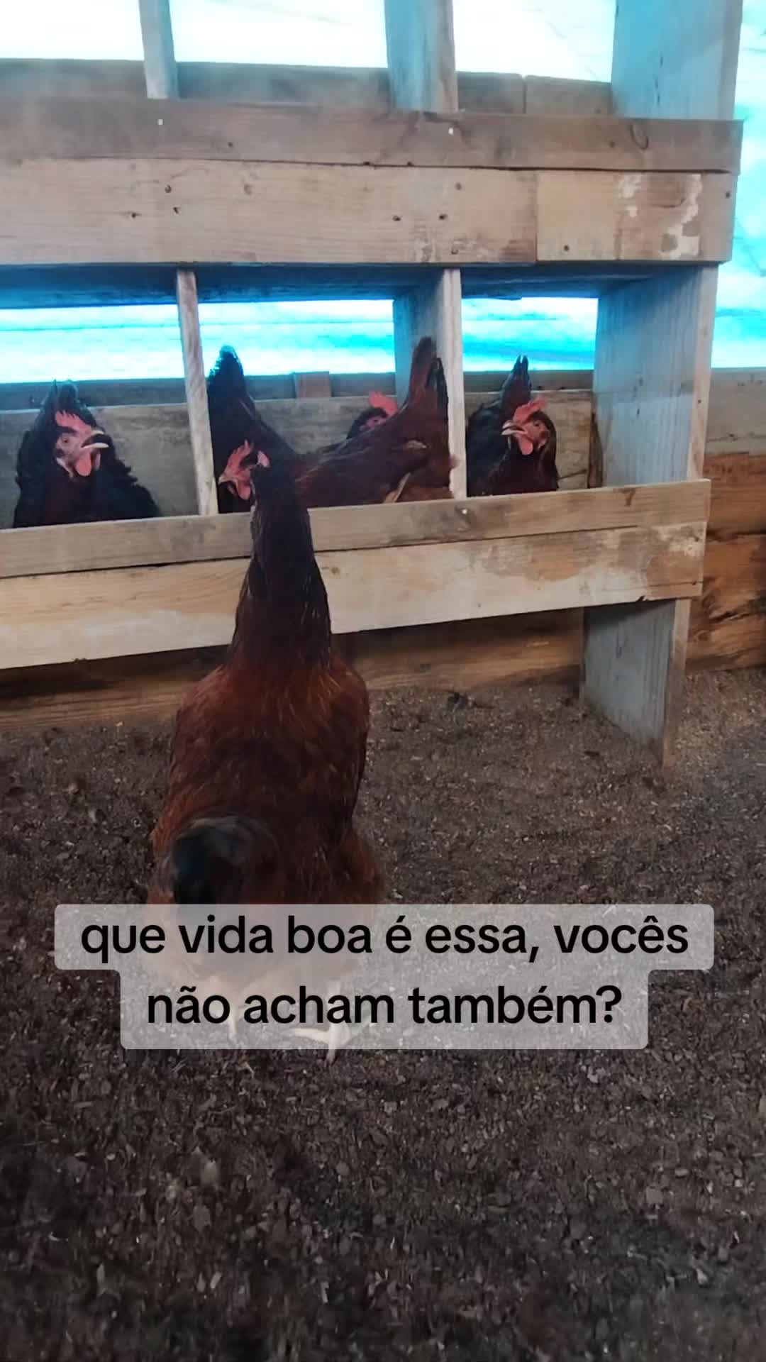 @Jonas Rodrigues
