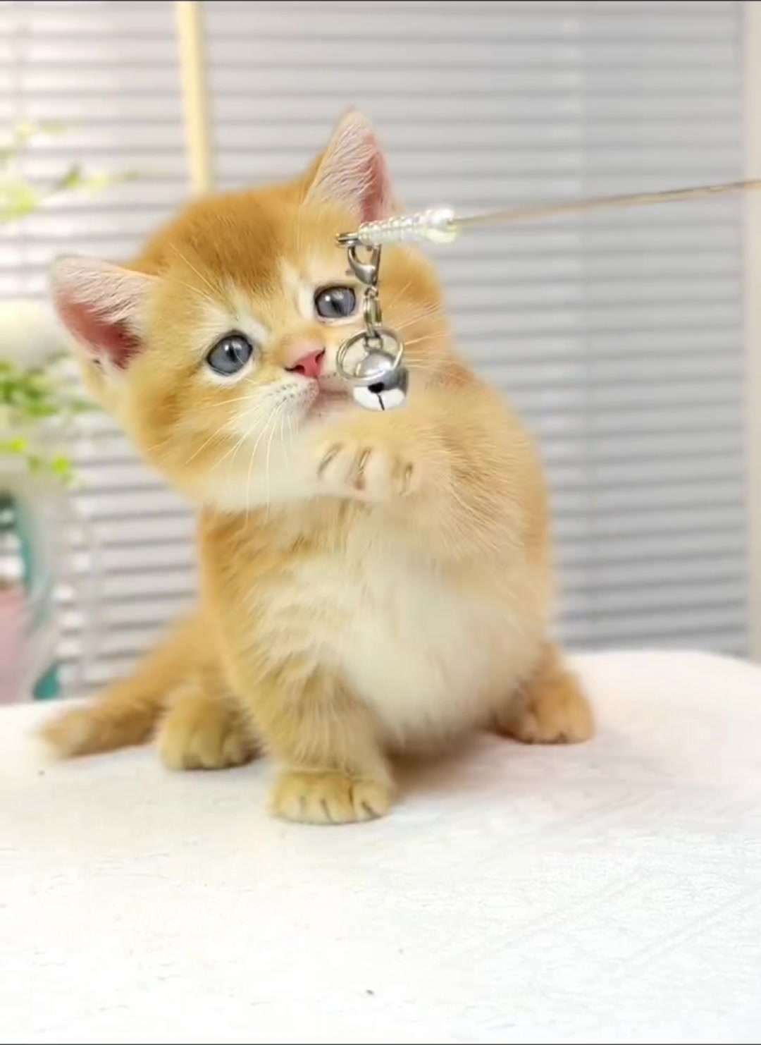 @fuyncats