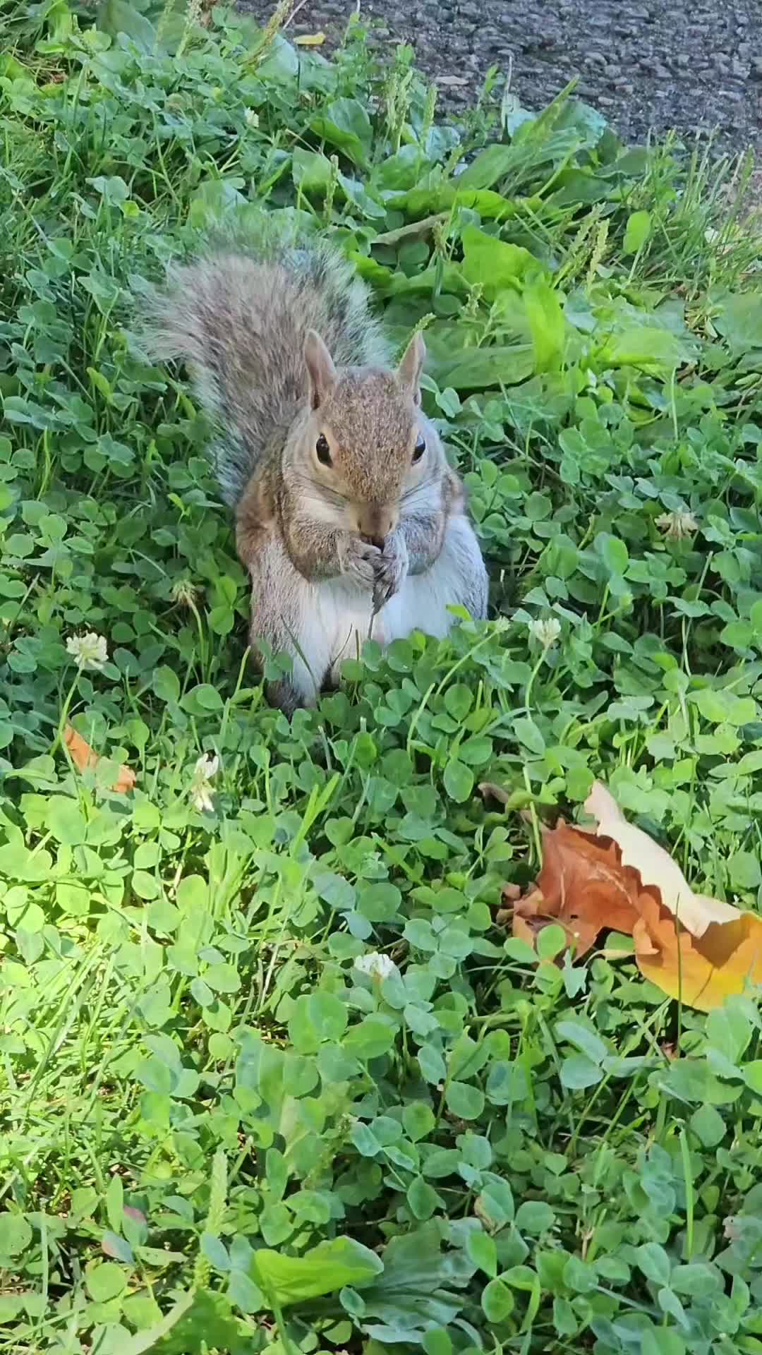 @cschultz2