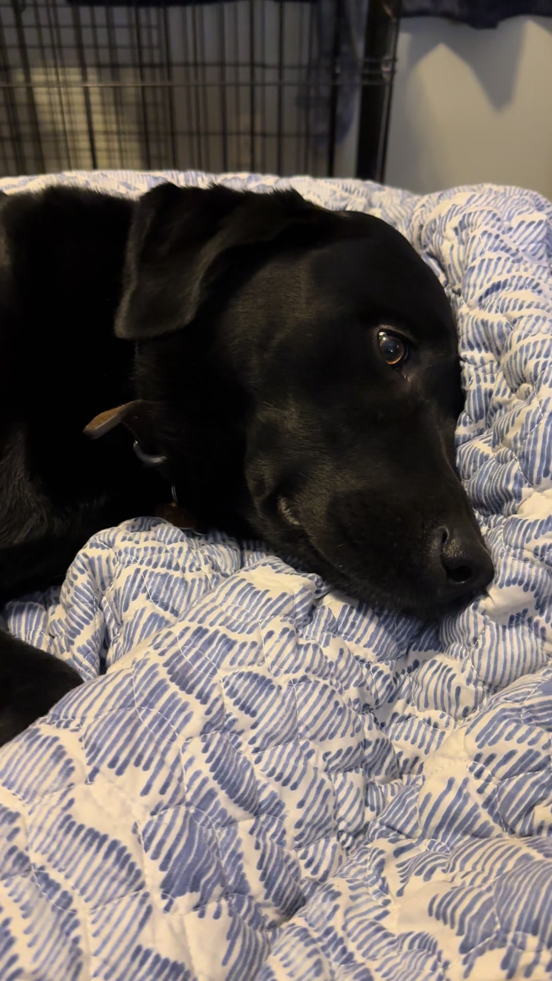 @Jenn_the_pet_momma