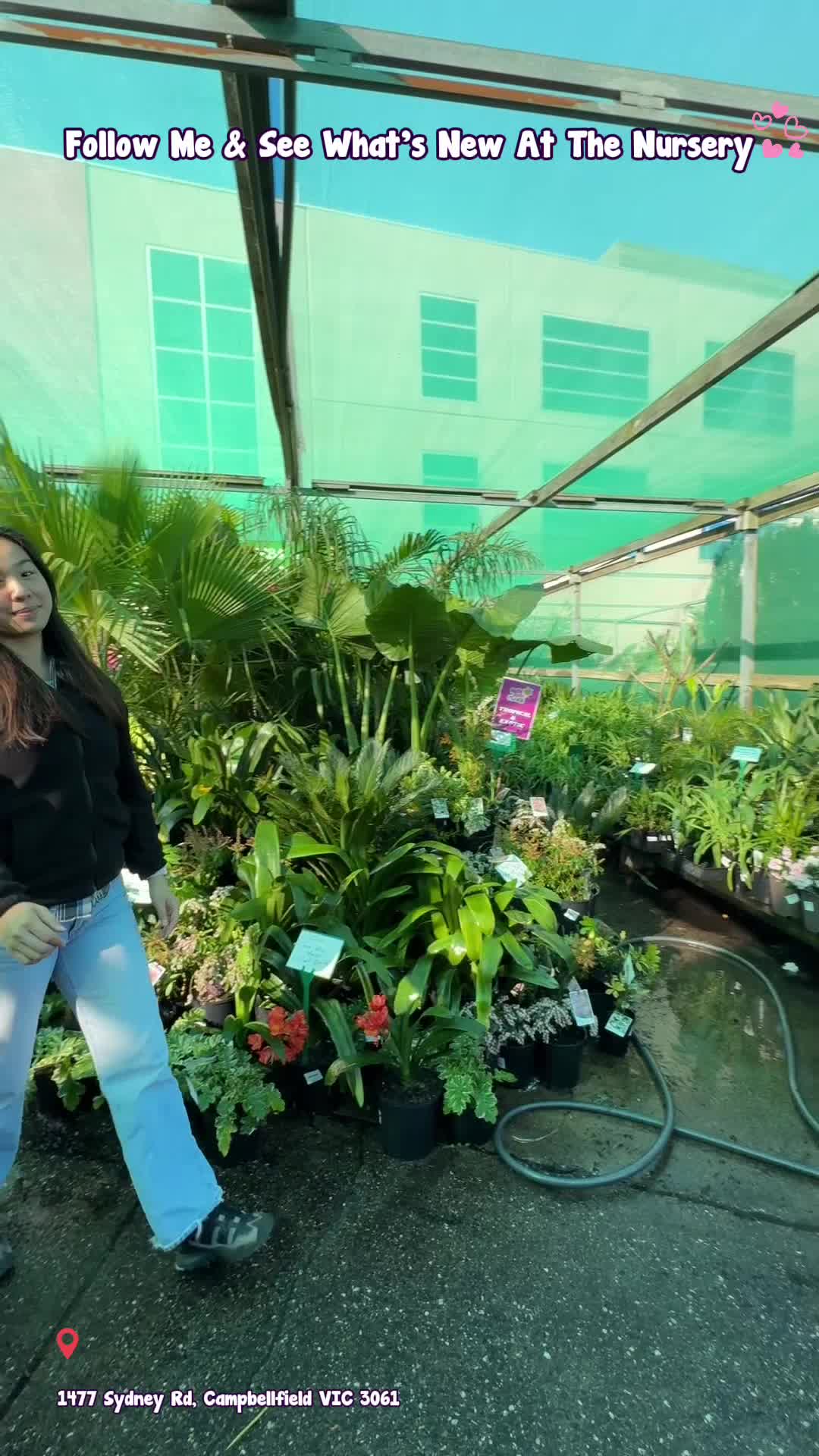 @Hello Hello Plants Nursery