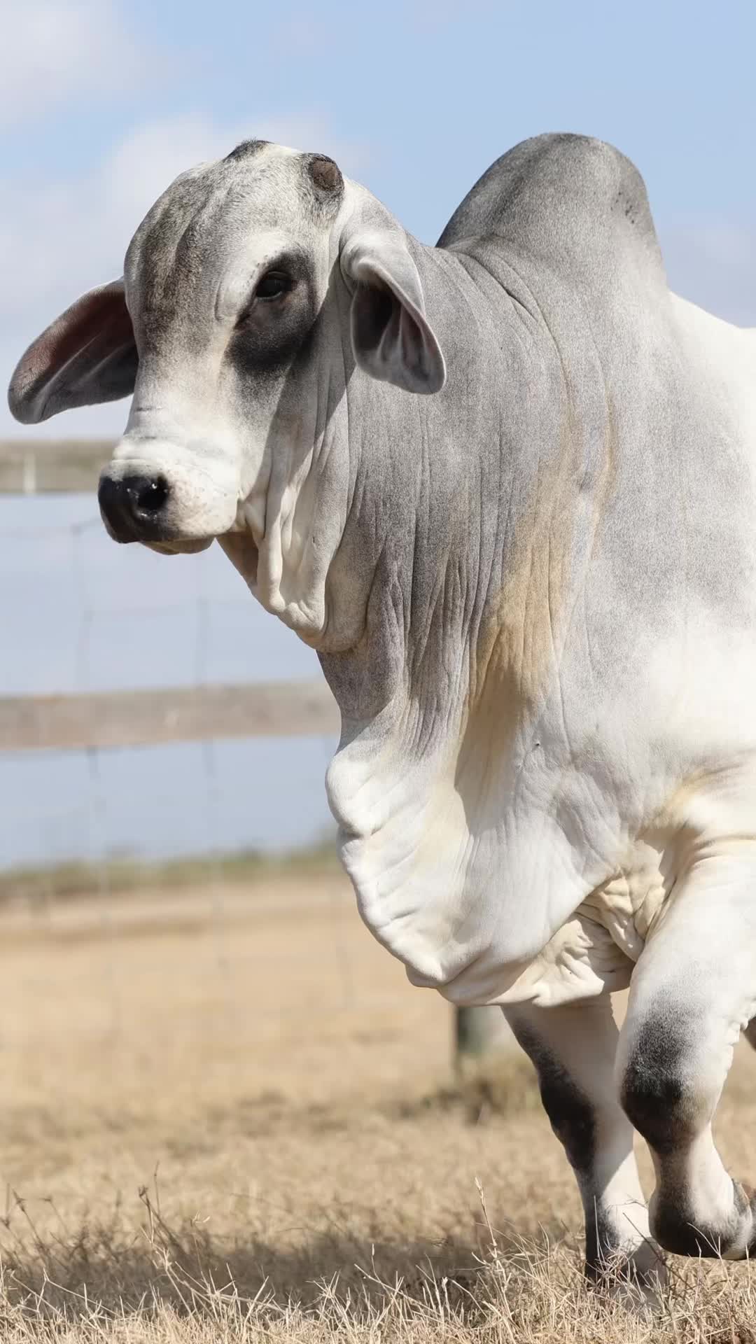 @England Cattle Co.