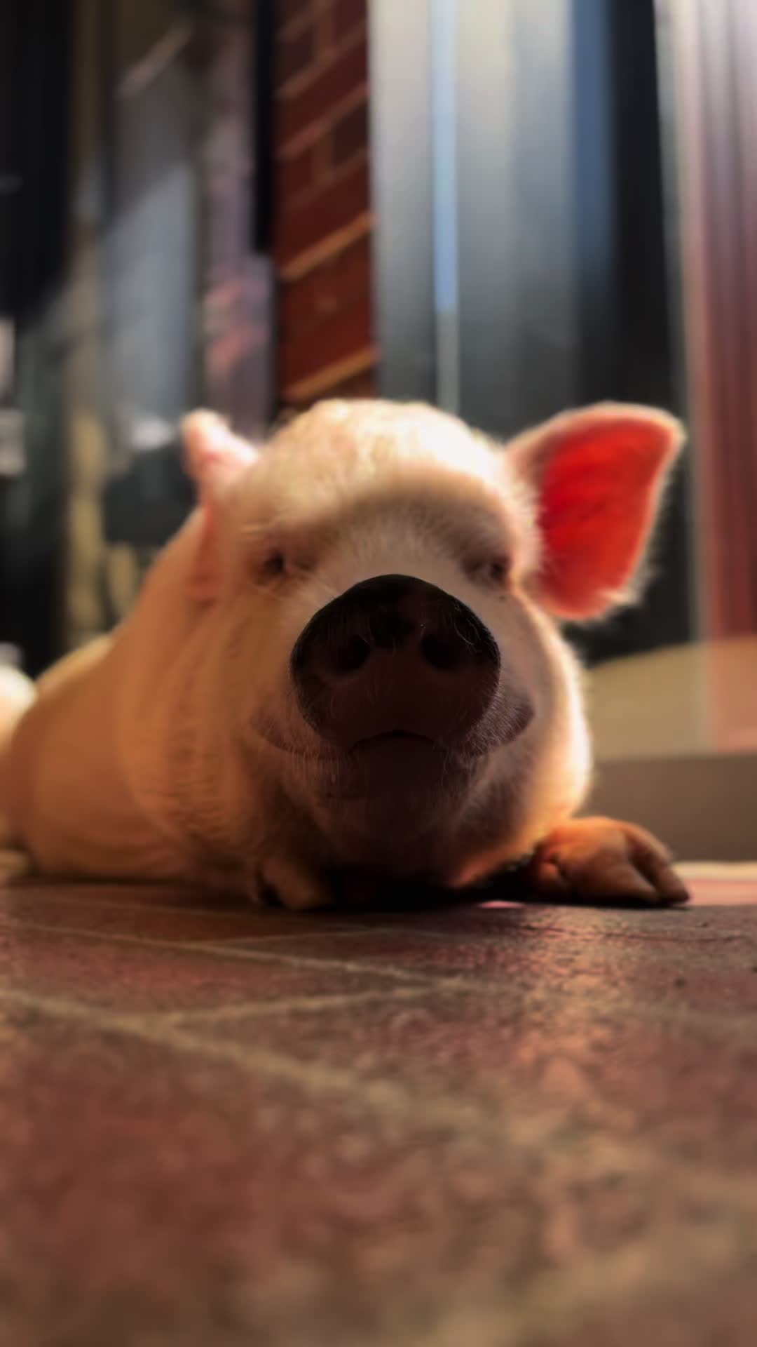 @pignic