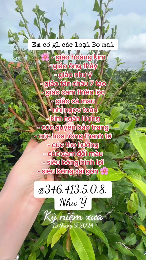 @Như Ý