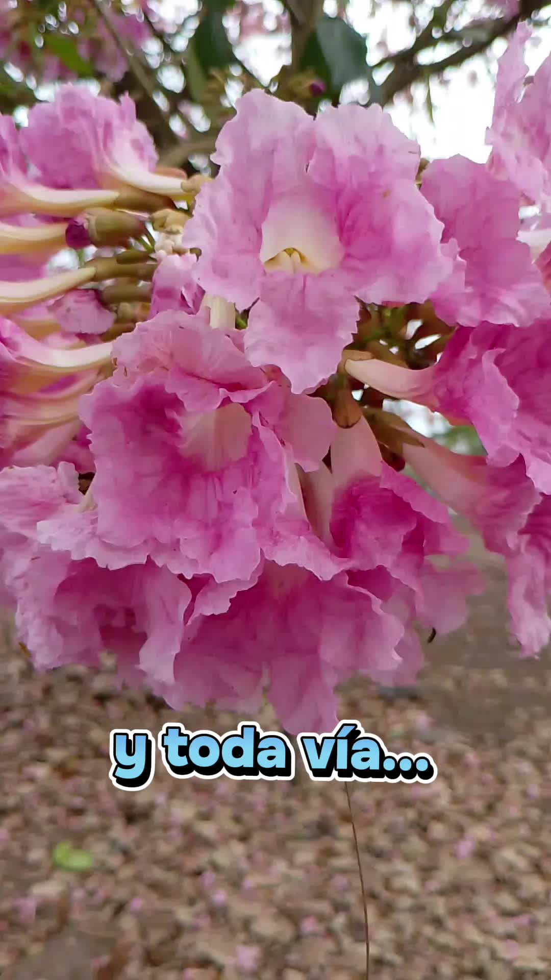 @Nina Reyna