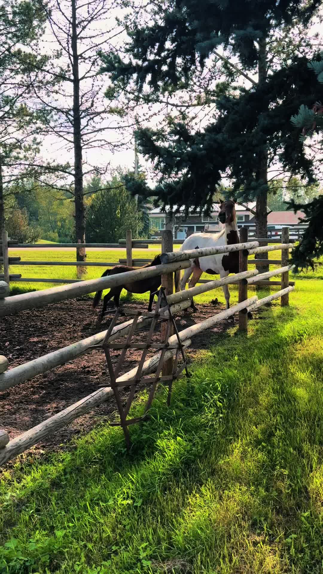 @Ferally Fowl Farmstead